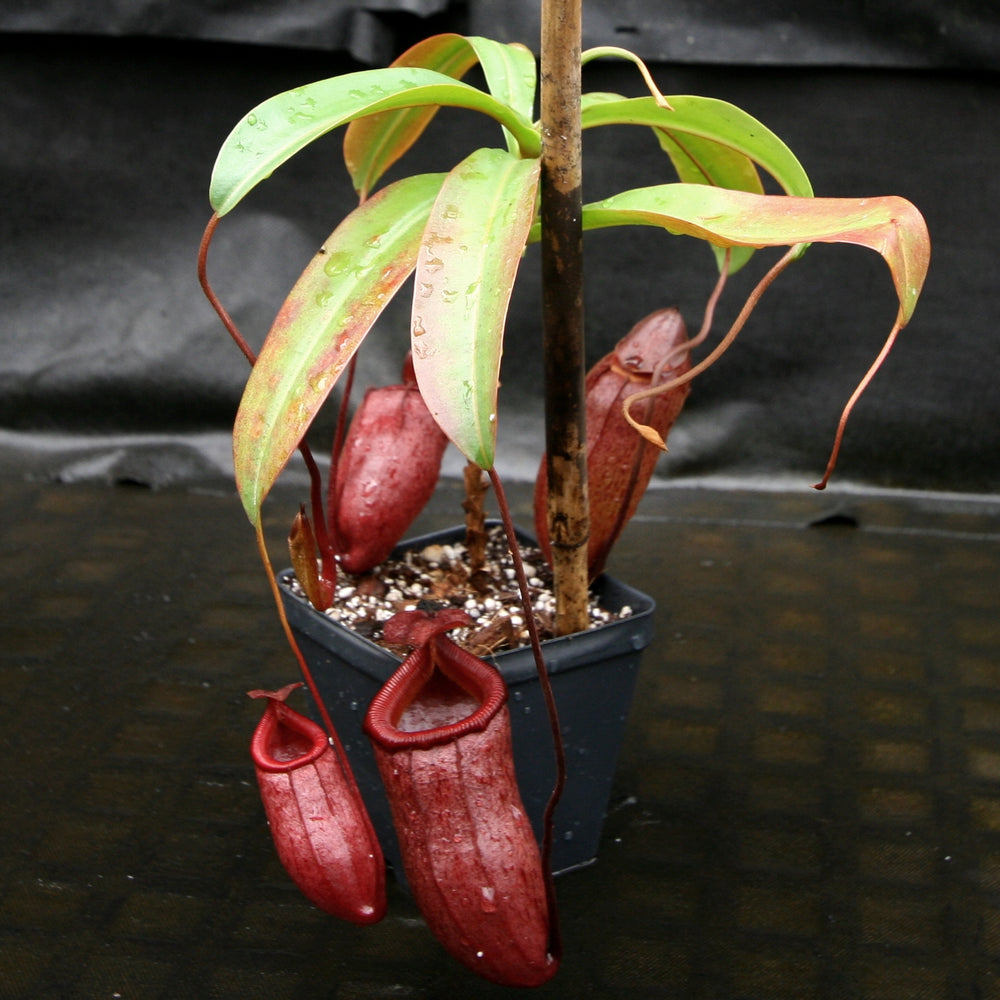 Nepenthes 'Binky', ventricosa x mira