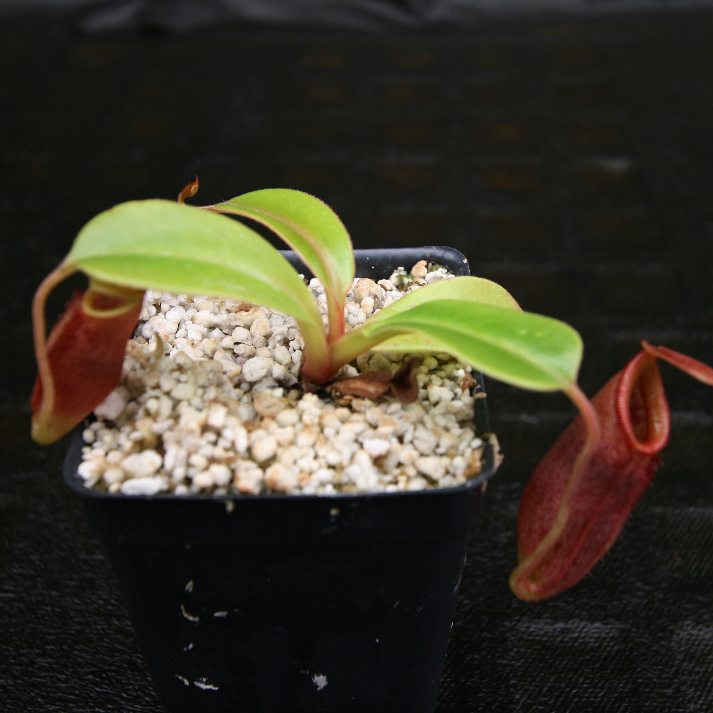 Nepenthes robcantleyi x jacquelineae, BE-4028 – Carnivero