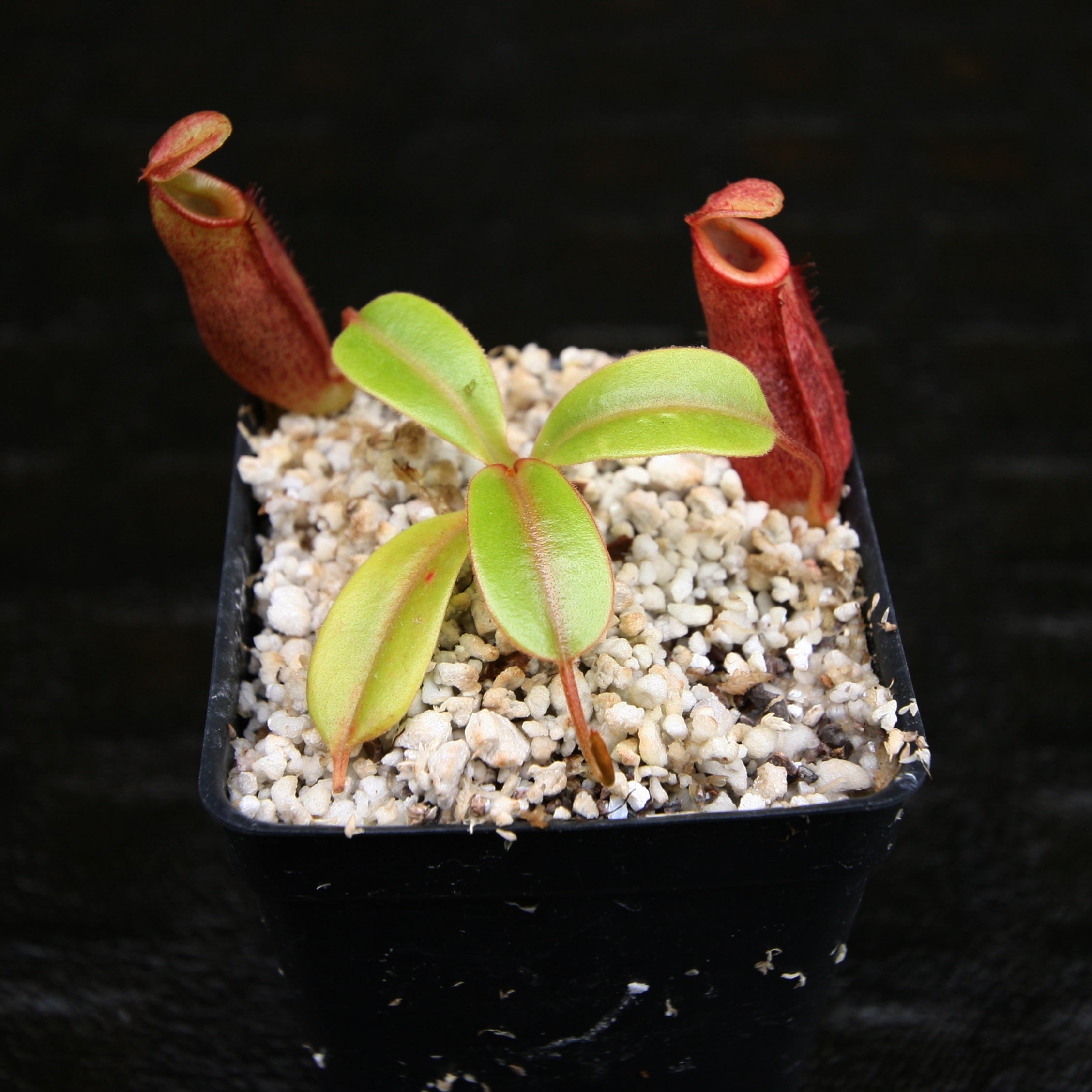 Nepenthes robcantleyi x jacquelineae, BE-4028 – Carnivero