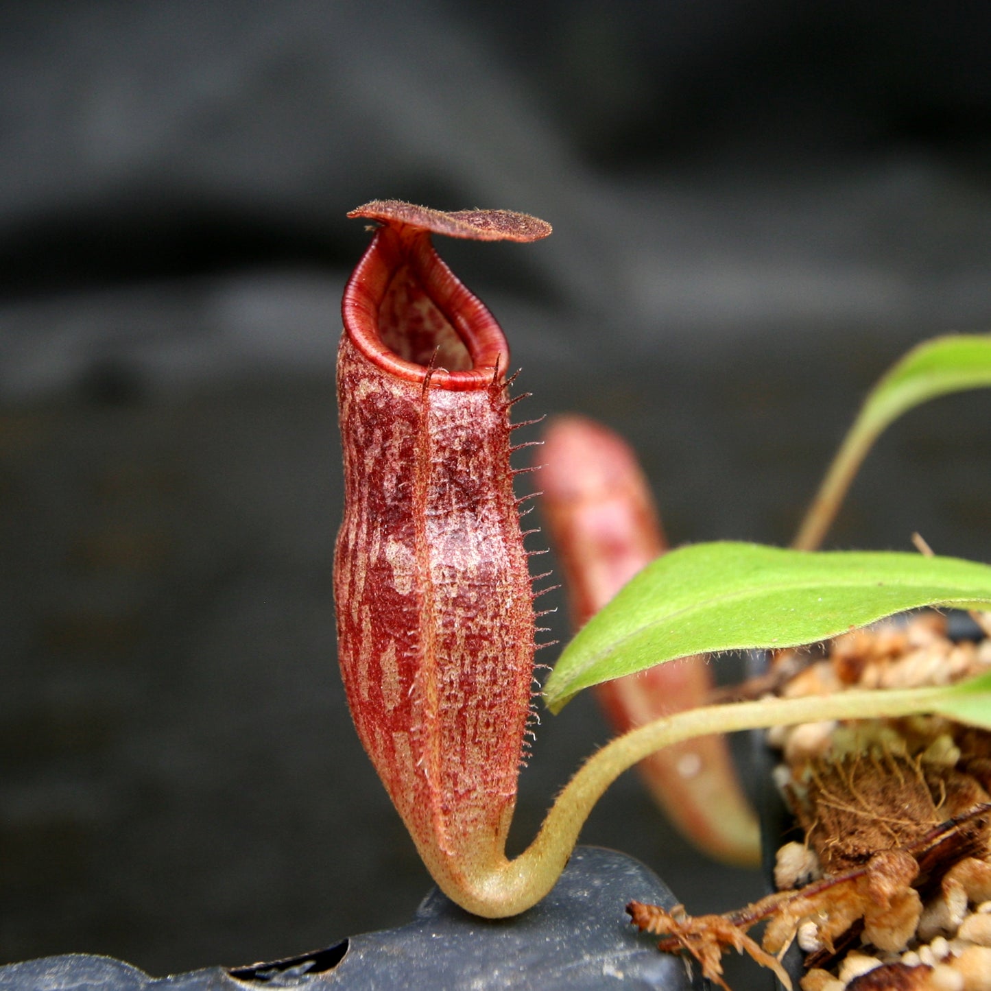 Nepenthes talangensis x glandulifera, BE-3665