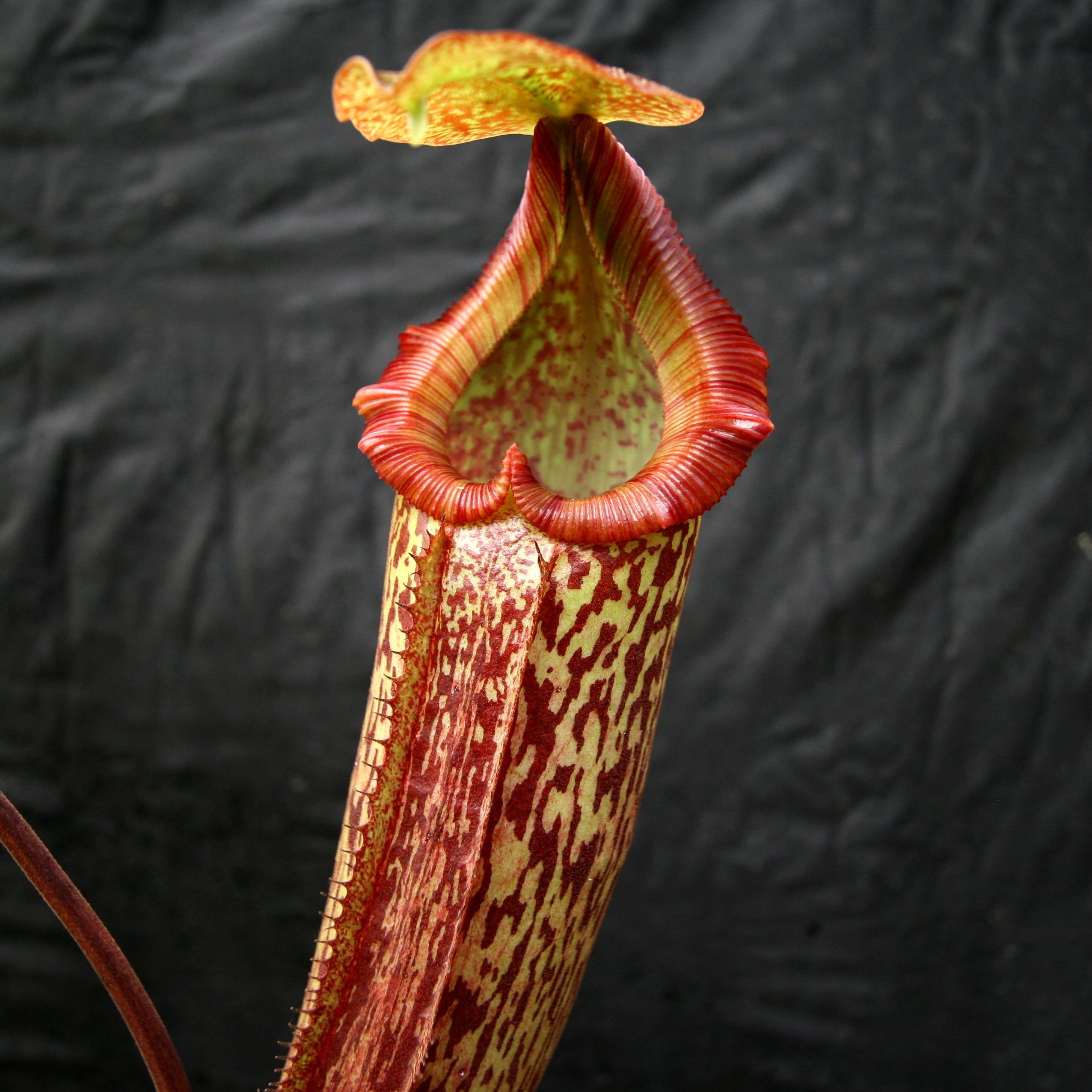 Nepenthes maxima x Trusmadiensis – Carnivero