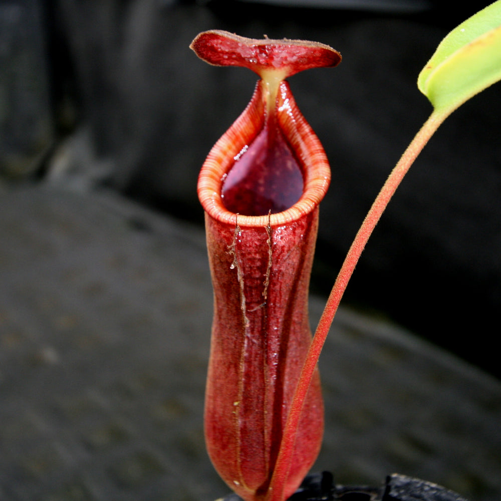 Nepenthes (truncata x campanulata) x lowii, CAR-0099