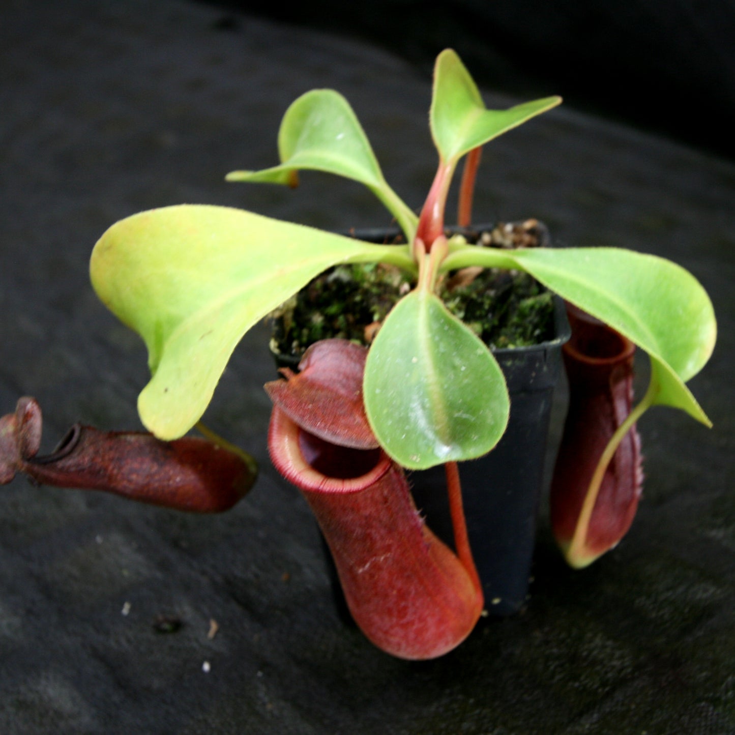 Nepenthes (truncata x campanulata) x lowii, CAR-0099