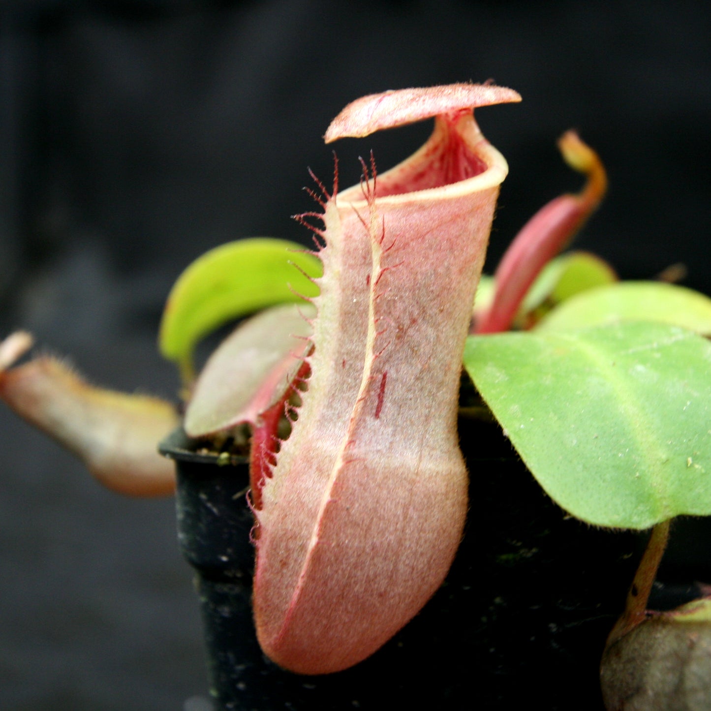 Nepenthes (truncata x campanulata) x clipeata, CAR-0132