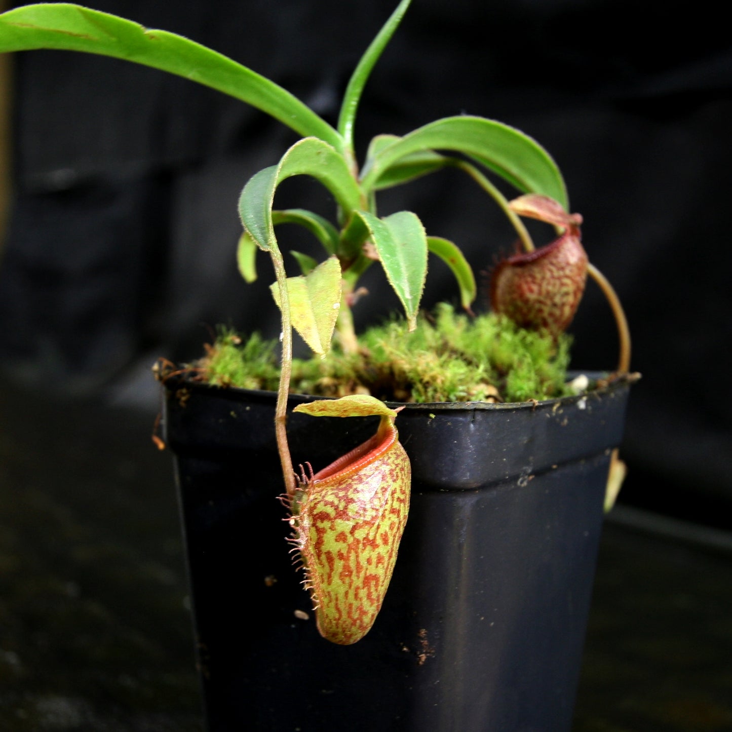 Nepenthes talangensis