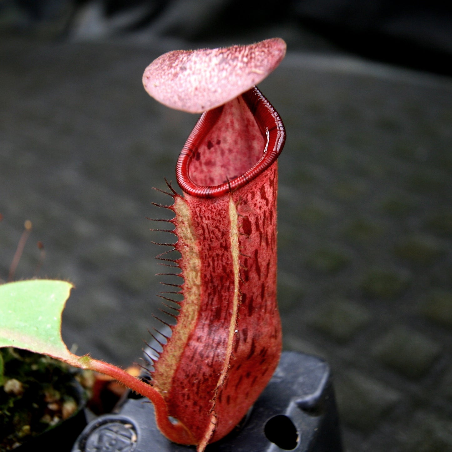 Nepenthes [(lowii x veitchii) x boschiana] x veitchii Bareo