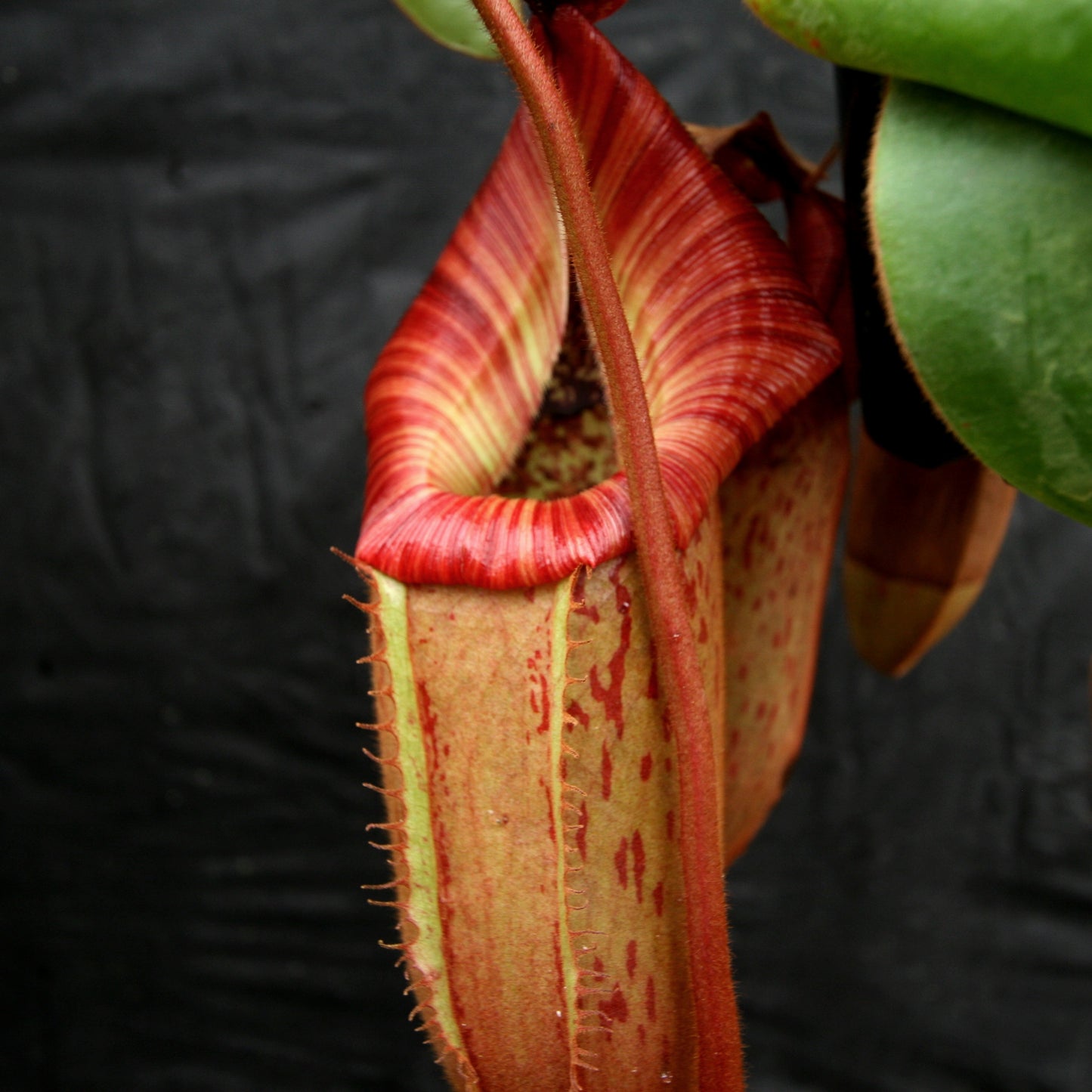 Nepenthes (Rokko x boschiana) x veitchii, CAR-0122