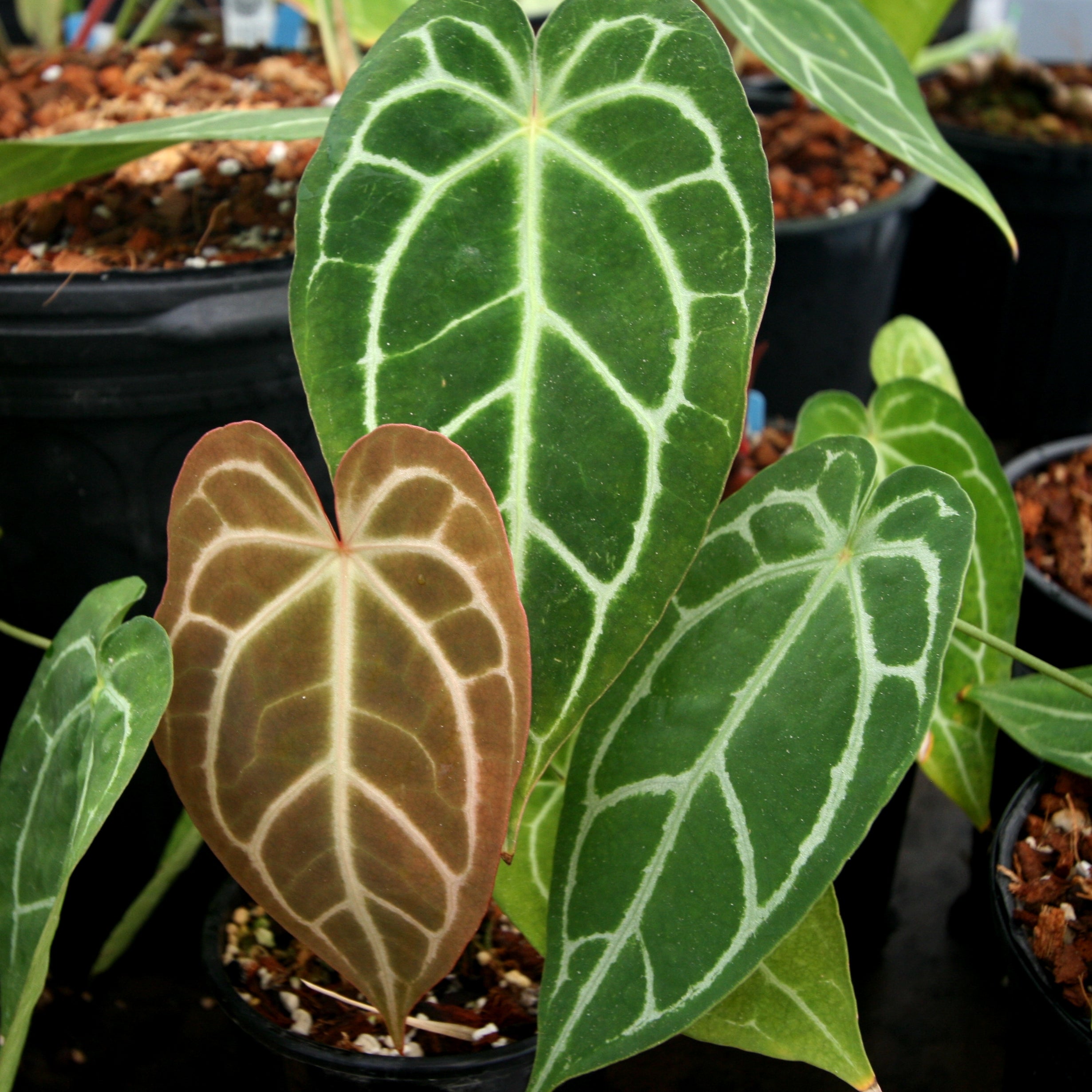 Anthurium Chrystallium x 2024 Magnificum