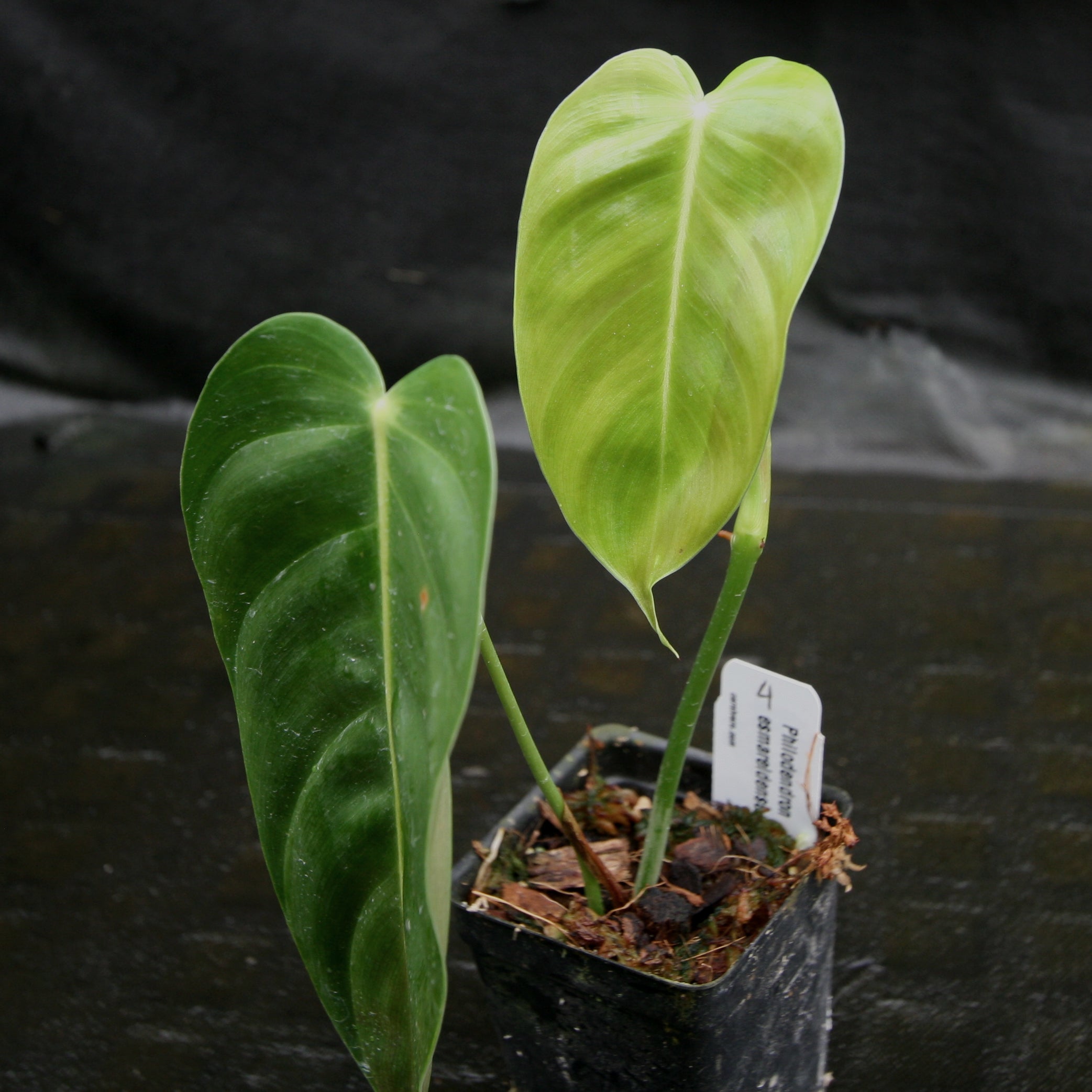 Narrow shops Leather-Looking-Leaf Climber (Philodendron esmeraldense) 4in 6in 8in **PRESALE**