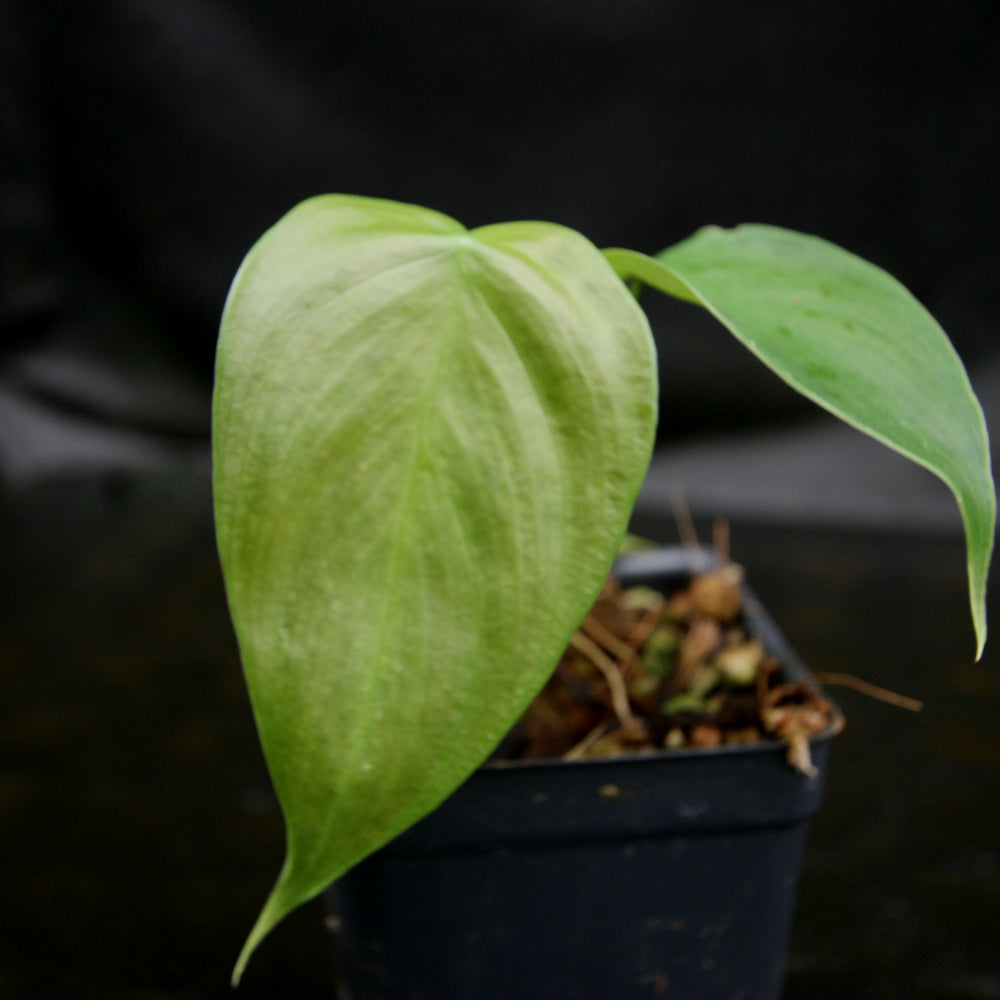 Philodendron scherberichii