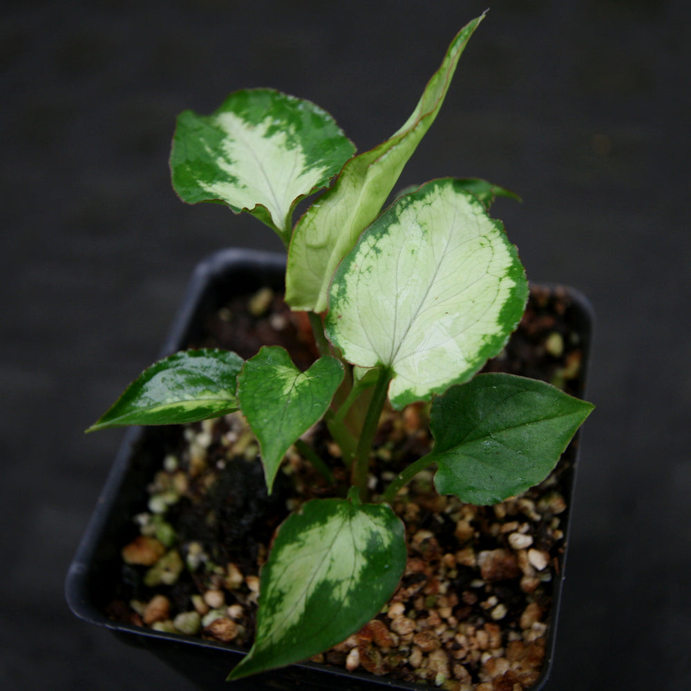 Syngonium Starlite