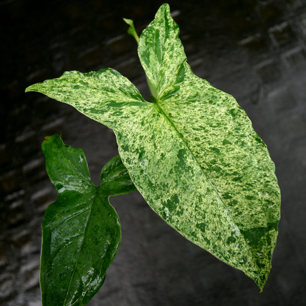 Syngonium Mojito