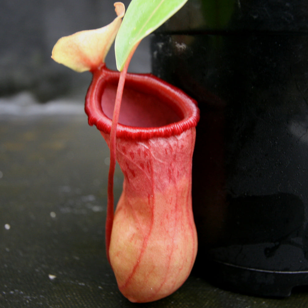 Nepenthes ventricosa (MT Black Peristome x (k)), CAR-0213