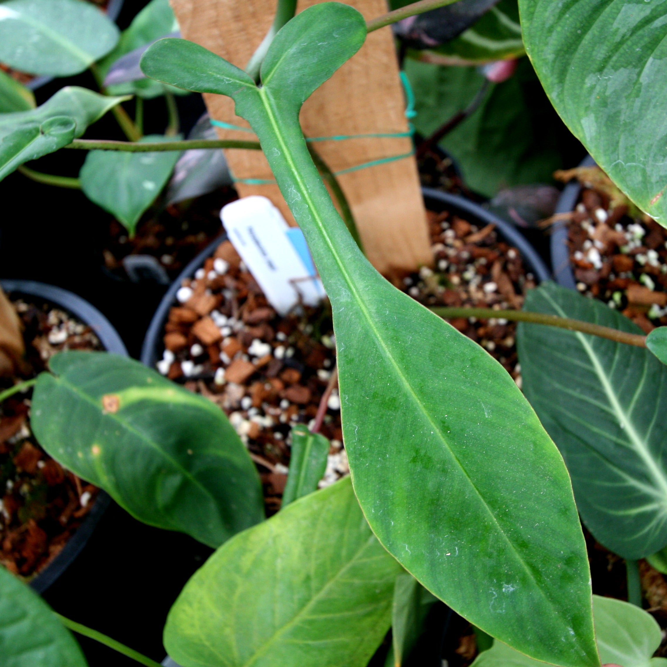 Philodendron – Carnivero