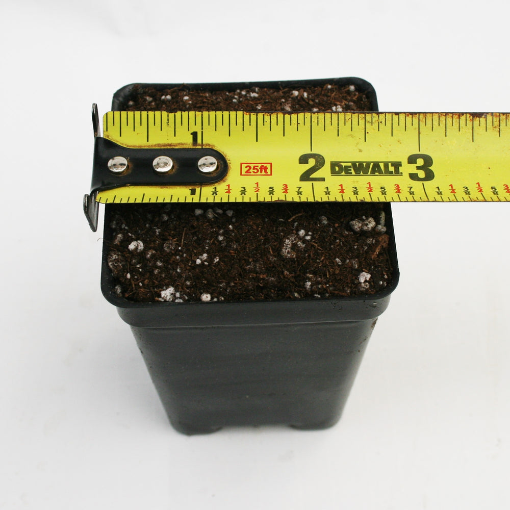 
                      
                        Pot and Soil for Sarracenia/Flytraps/Drosera
                      
                    