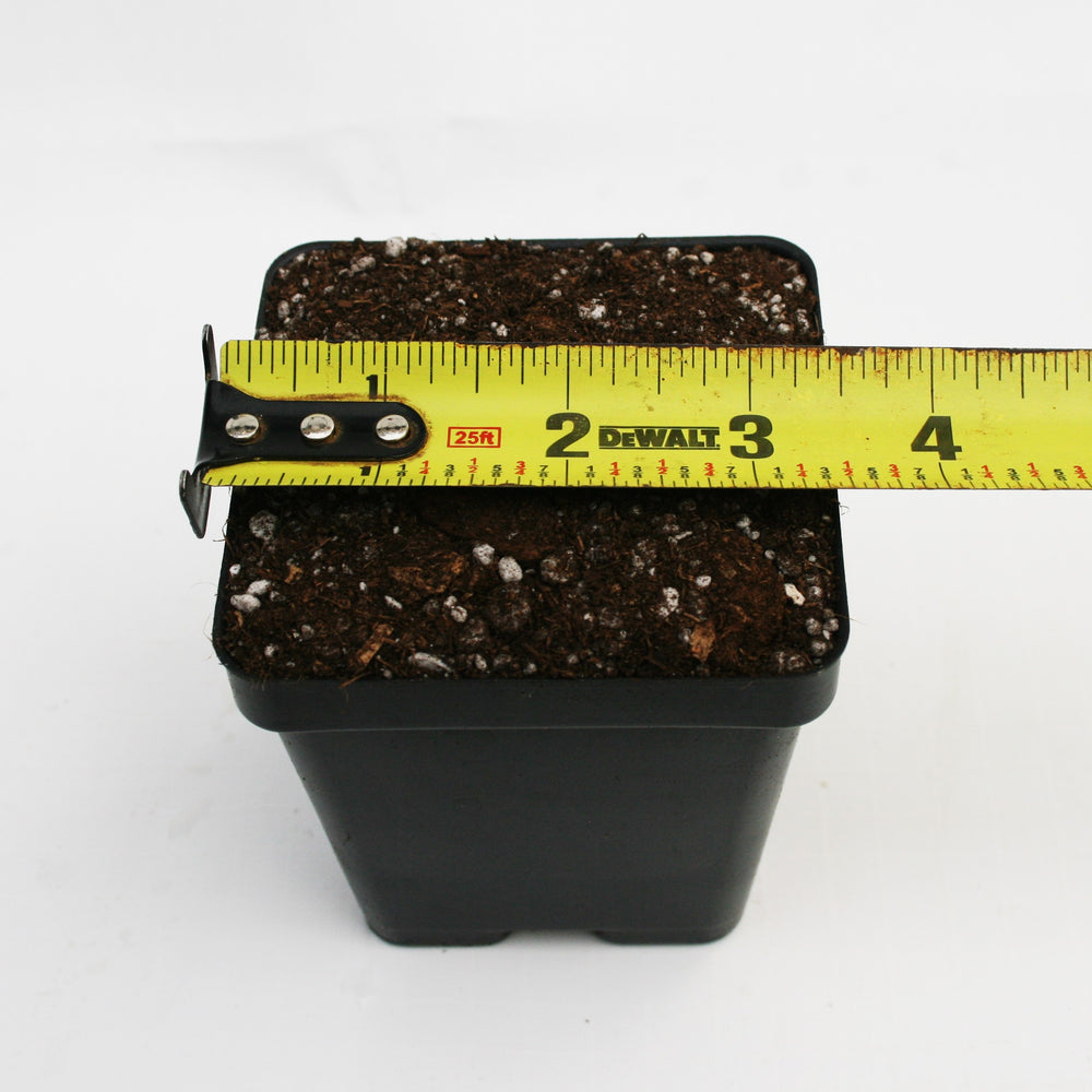 
                      
                        Pot and Soil for Sarracenia/Flytraps/Drosera
                      
                    