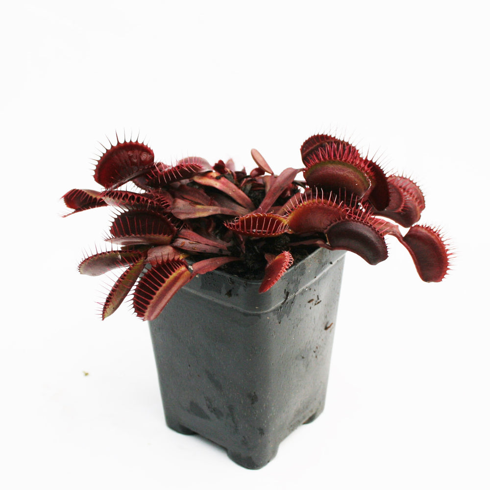 Venus Flytrap 