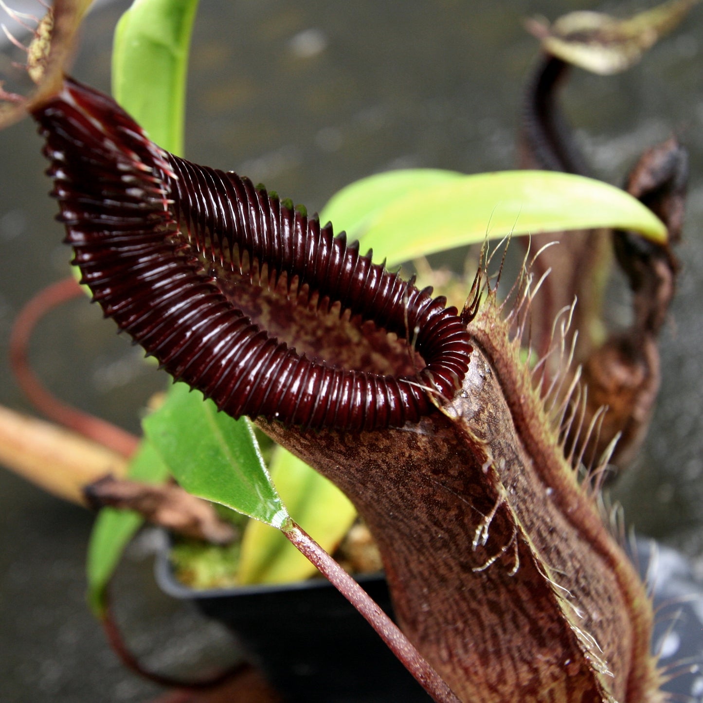 Nepenthes singalana variegated x hamata, CAR-0138