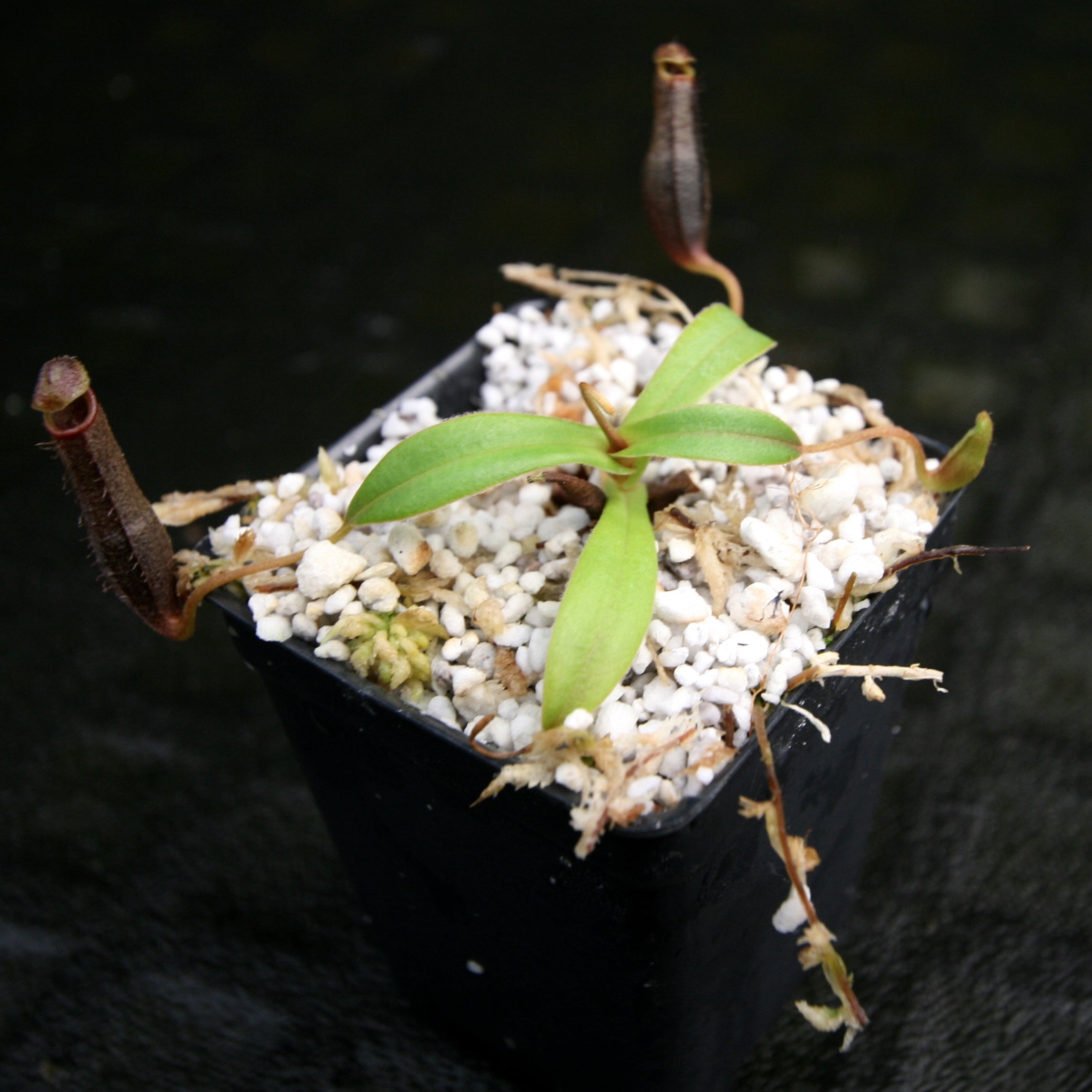 Nepenthes lingulata, BE-3463 – Carnivero