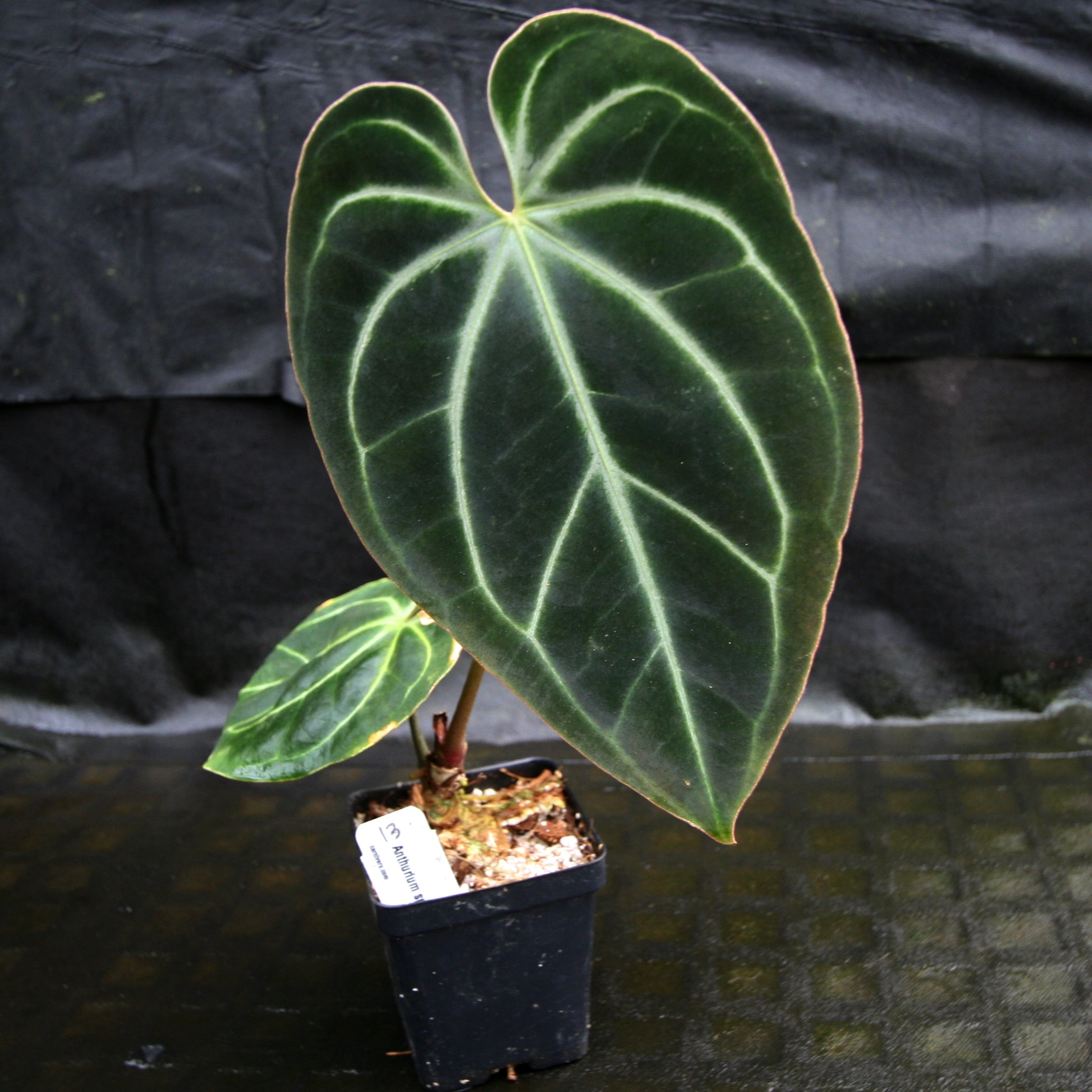 Anthurium sp. nov Darién (besseae aff.) – Carnivero