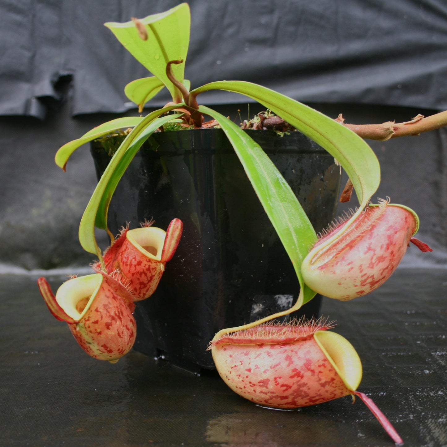 Nepenthes ampullaria 'Lime Twist', BE-3390