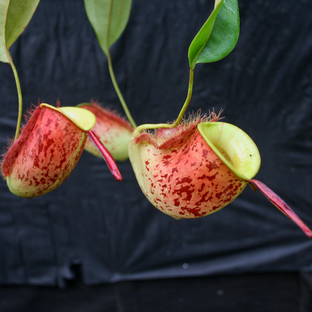 Nepenthes ampullaria 'Lime Twist', BE-3390