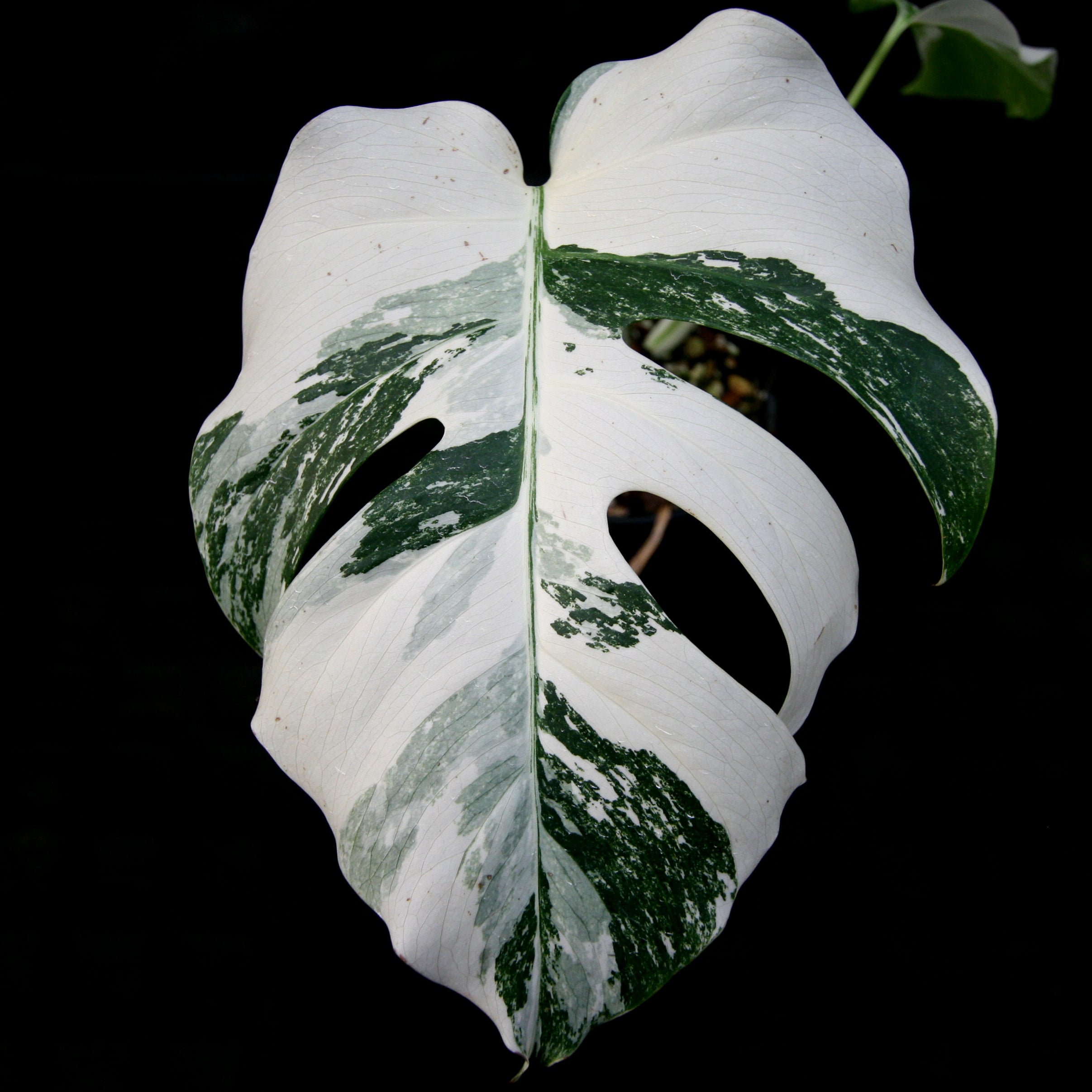 Monstera deliciosa var. borsigiana albo-variegata – Carnivero