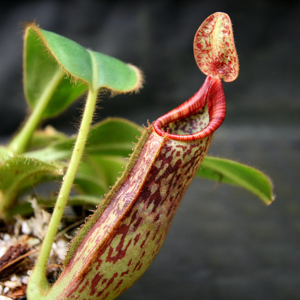 Nepenthes glandulifera x mollis