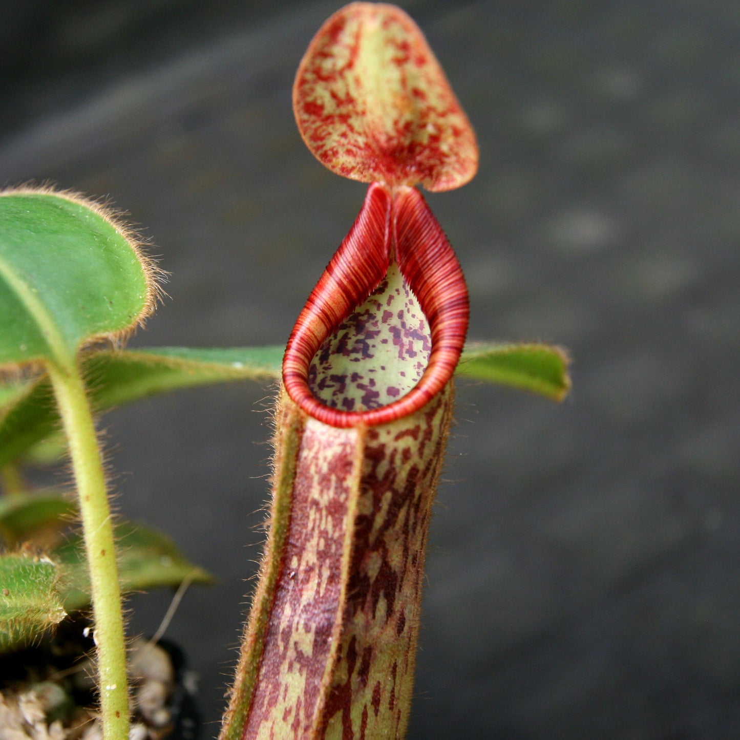 Nepenthes glandulifera x mollis