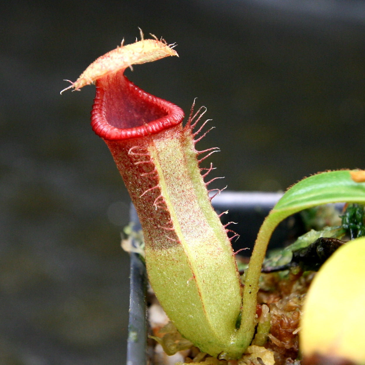 Nepenthes (truncata x campanulata) x edwardsiana, CAR-0170