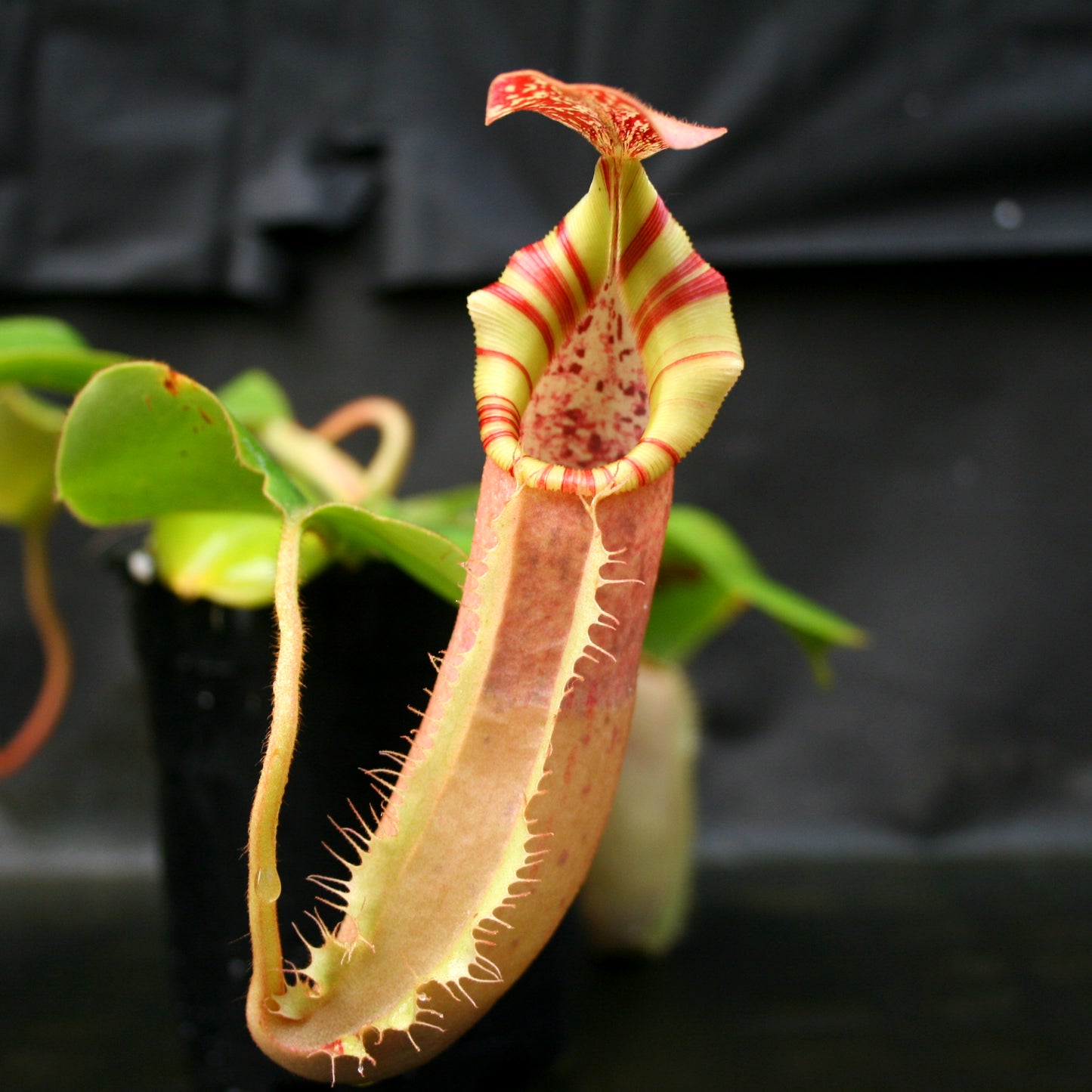 Nepenthes [(lowii x veitchii) x boschiana)] x veitchii "The Wave", CAR-0109