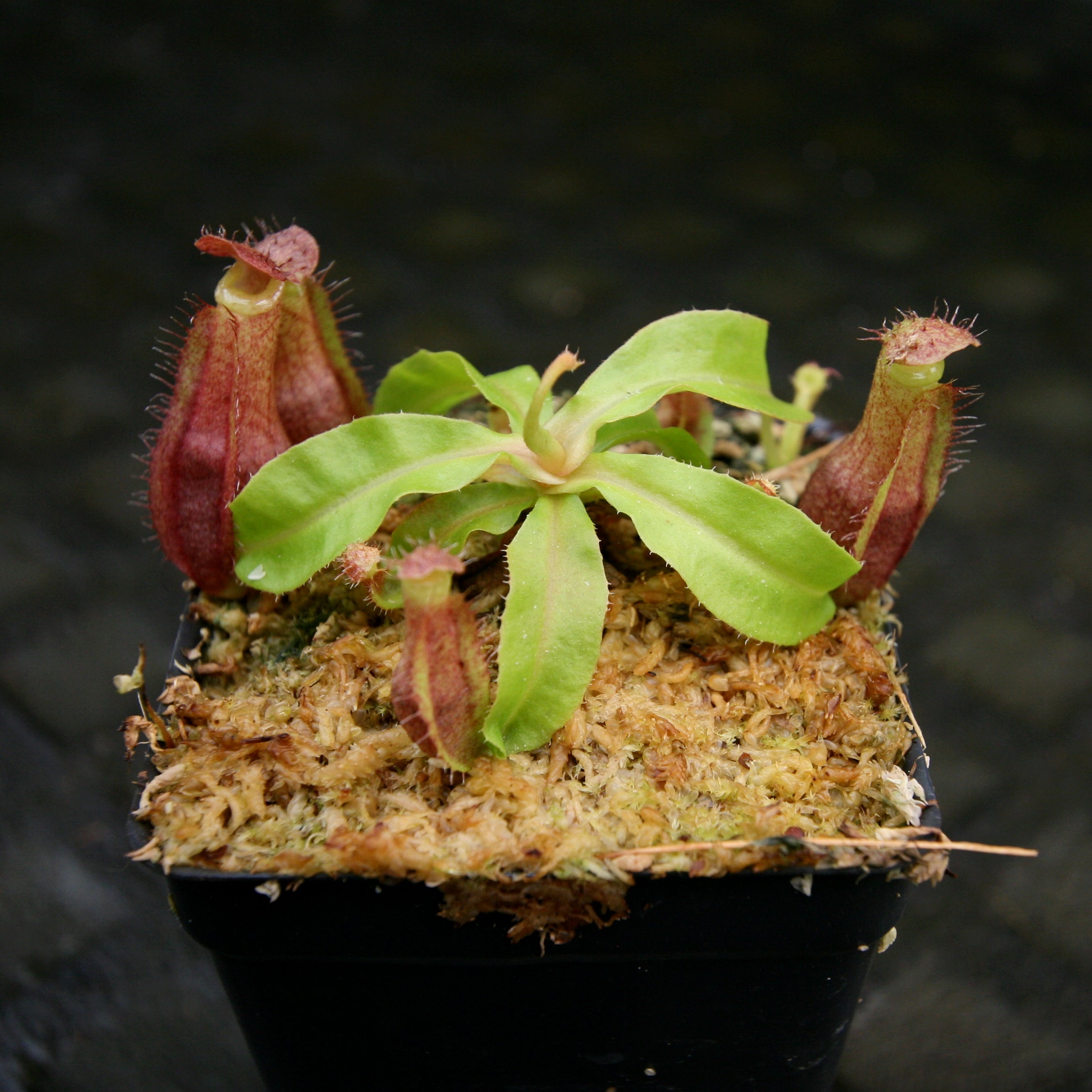 Nepenthes mirabilis var. echinostoma x {(Rokko x boschiana) x {[Rokko –  Carnivero