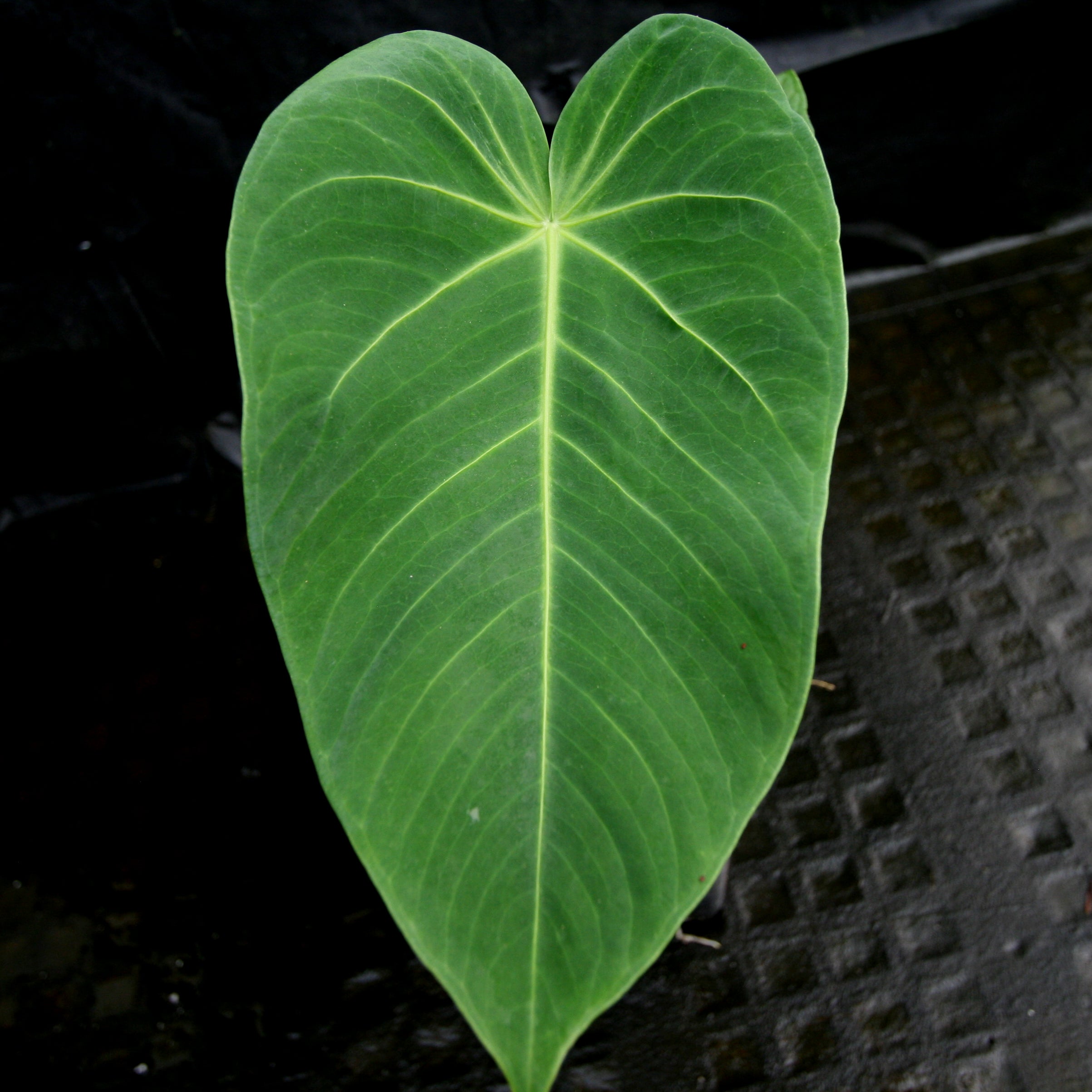 Anthurium aff. angamarcanum – Carnivero