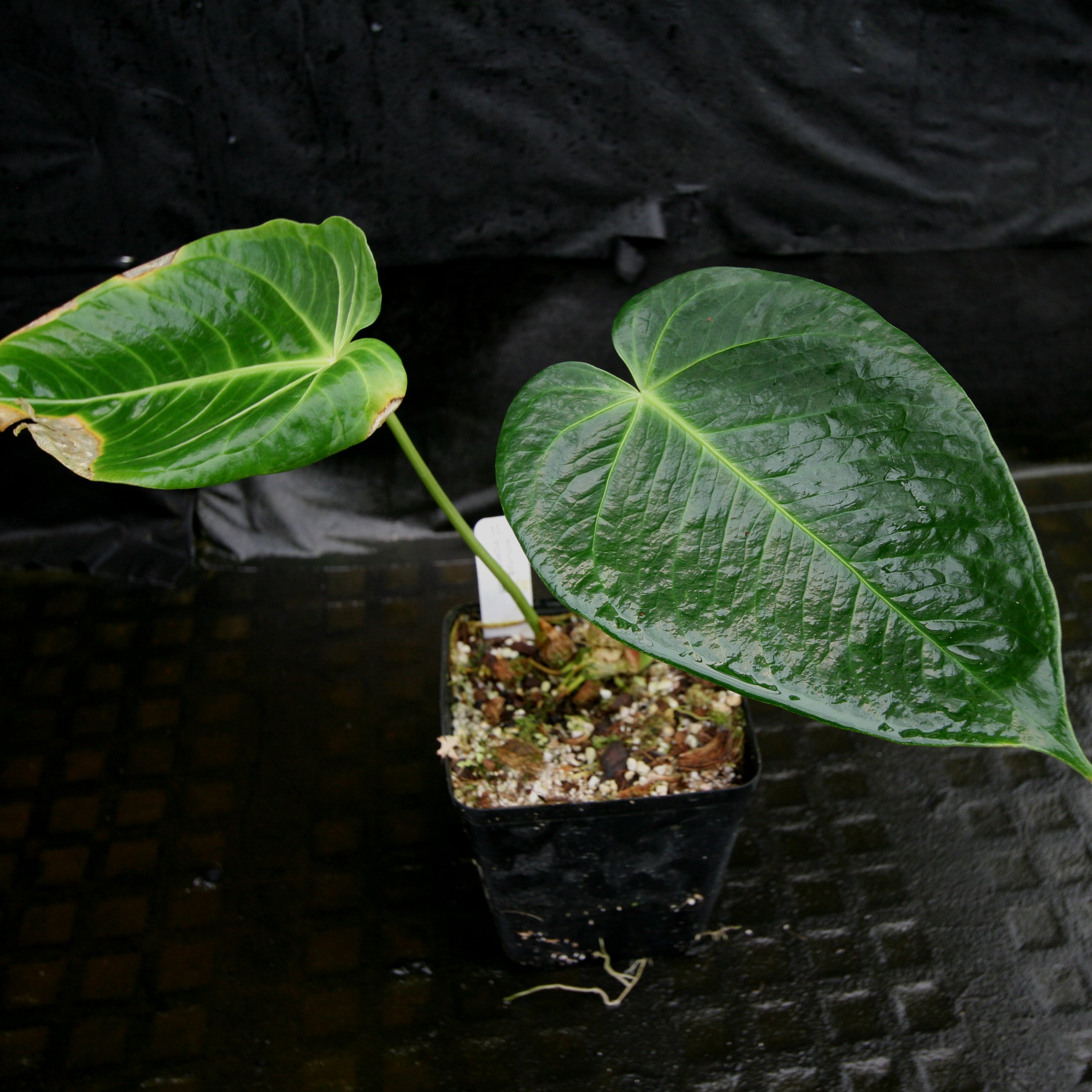 Anthurium aff. angamarcanum – Carnivero