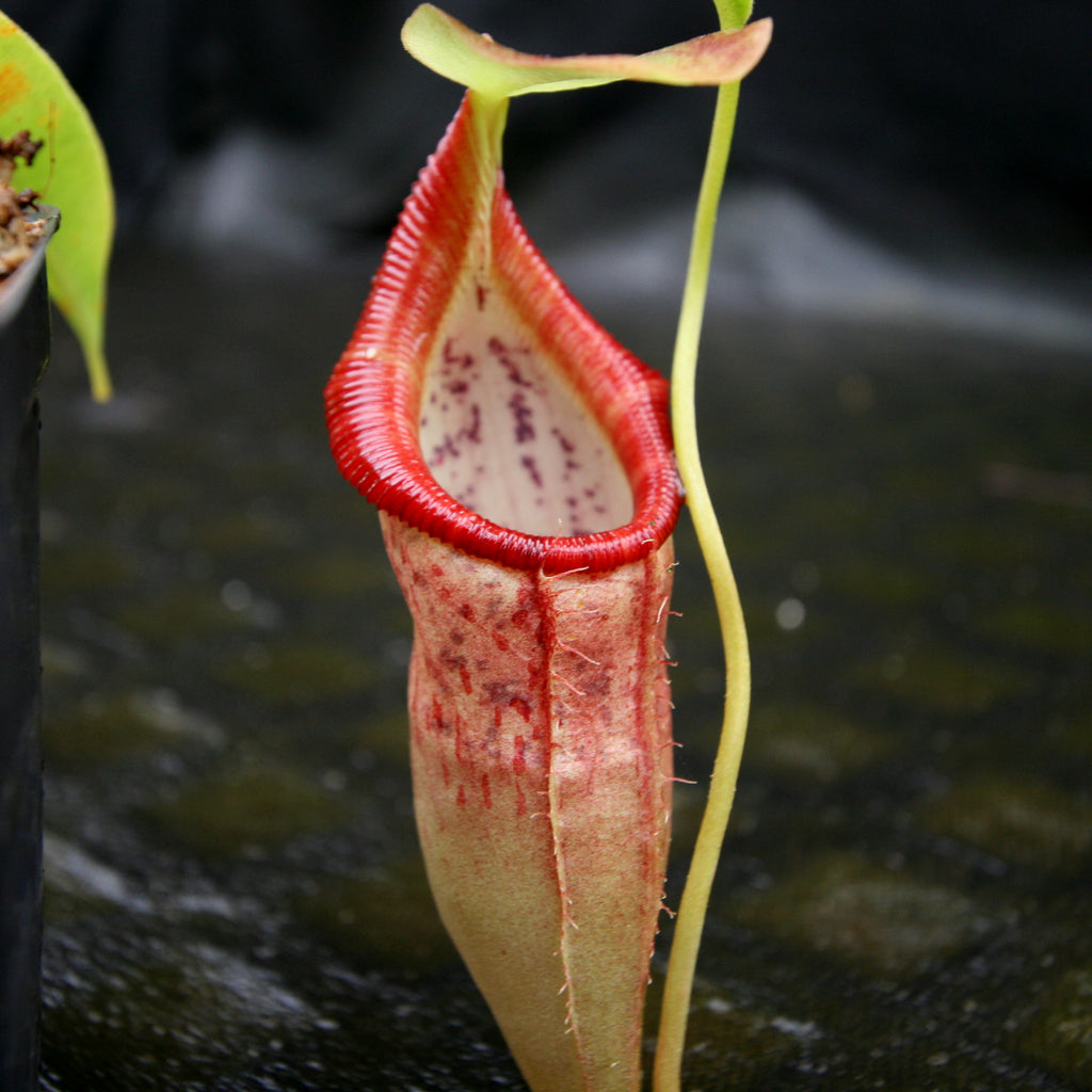 Nepenthes singalana variegated x flava, CAR-0143 – Carnivero