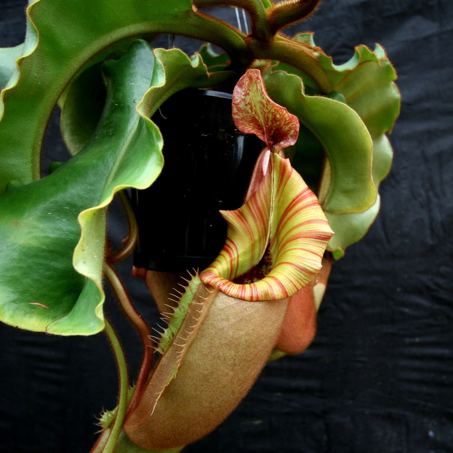 Nepenthes veitchii (#5 x "The Wave"), CAR-0062