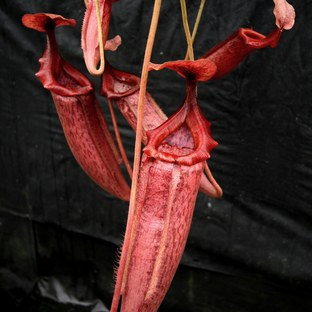 Nepenthes Song of Melancholy x mira, CAR-0124, pitcher plant, carnivorous plant, collectors plant, large pitchers, rare plants