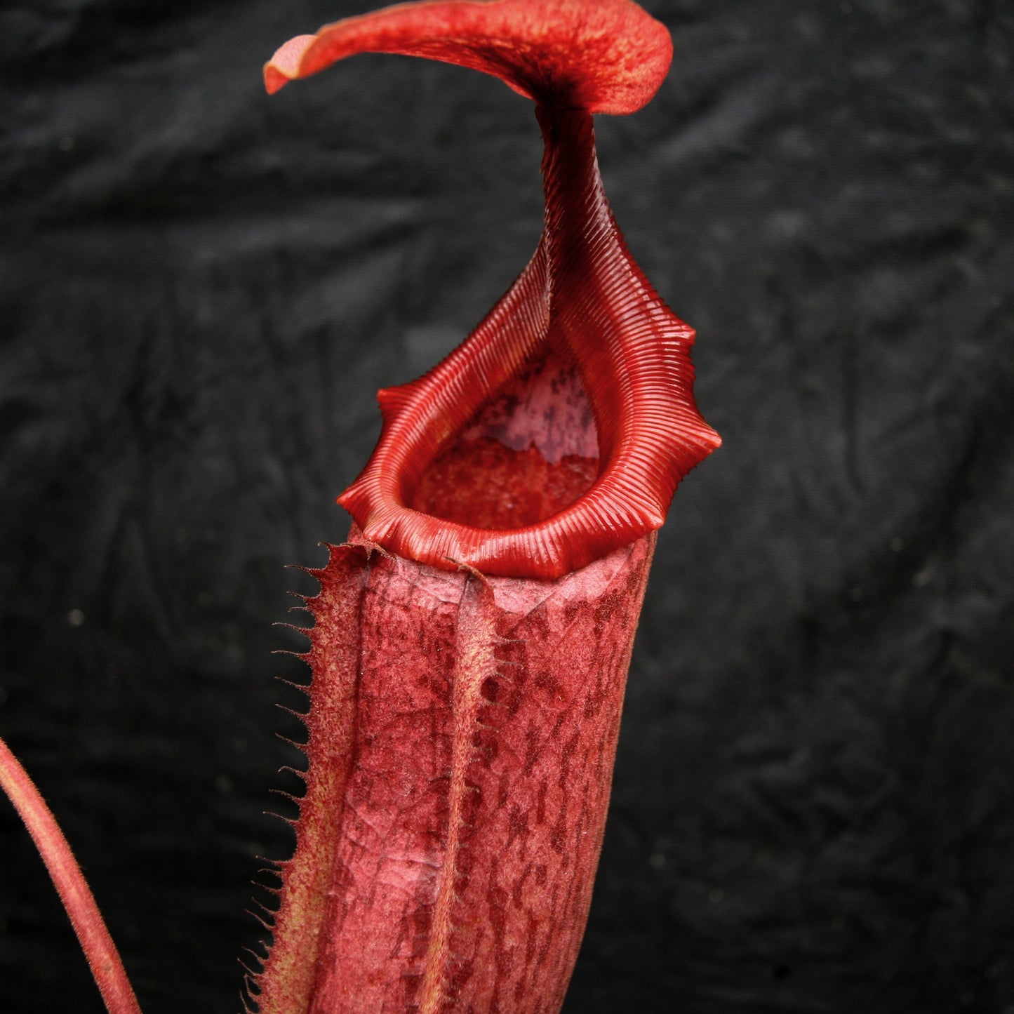 Nepenthes Song of Melancholy x mira, CAR-0124, pitcher plant, carnivorous plant, collectors plant, large pitchers, rare plants