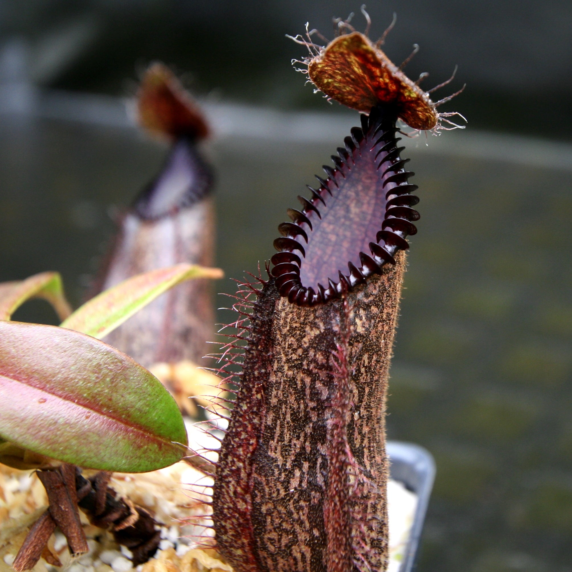 Nepenthes hamata (Tambusisi x Lumut), BE-4044 – Carnivero