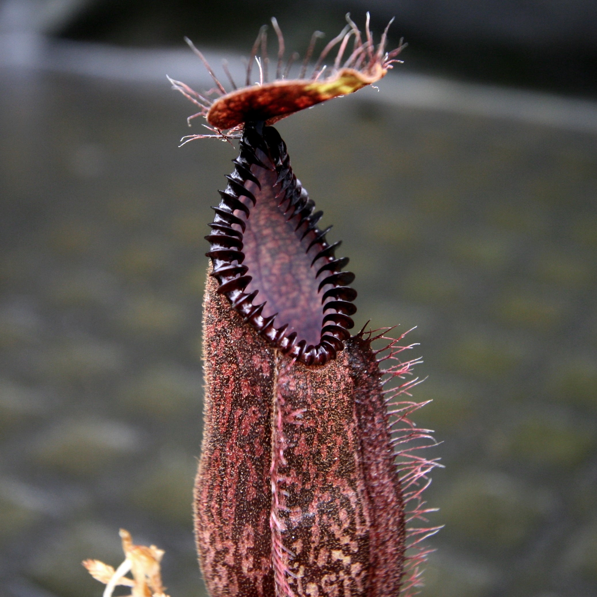 Nepenthes hamata (Tambusisi x Lumut), BE-4044 – Carnivero