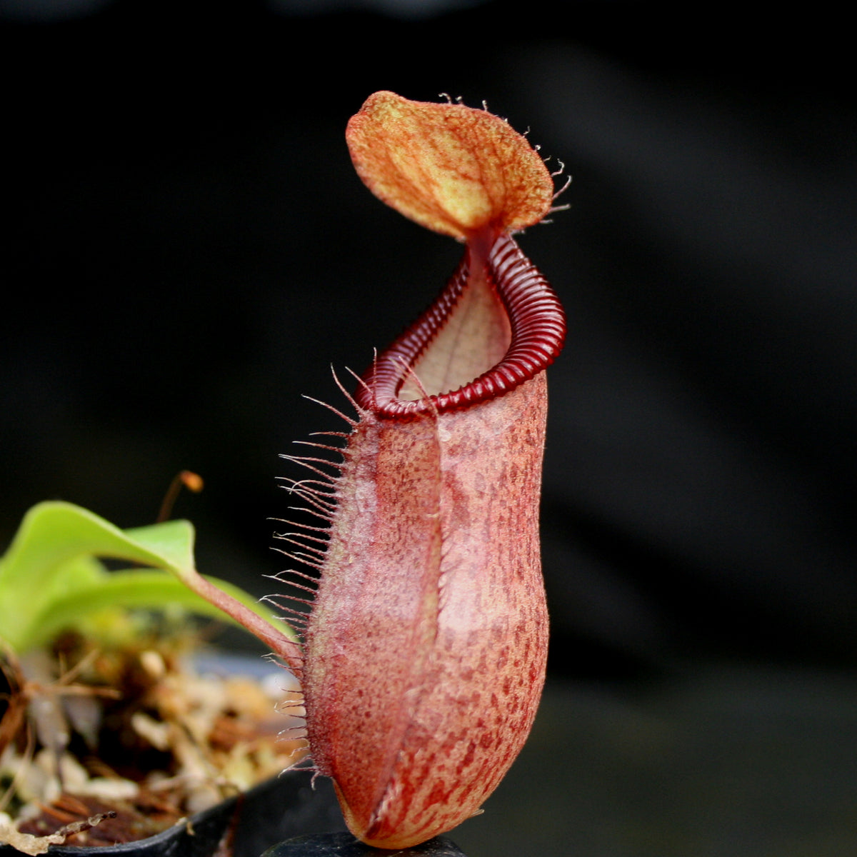 Nepenthes (spathulata x jacquelineae) x hamata MT, CAR-0144 – Carnivero