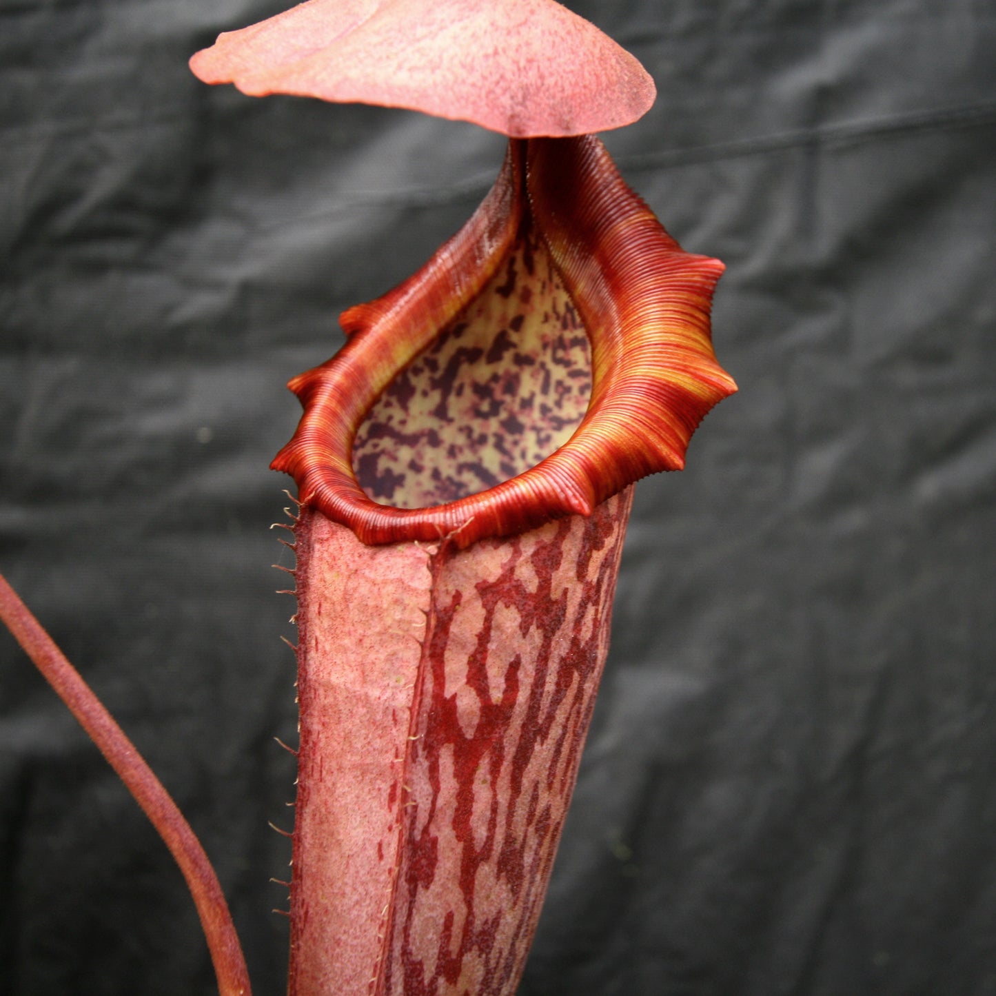 Nepenthes Song of Melancholy, CAR-0129, pitcher plant, carnivorous plant, collectors plant, large pitchers, rare plants 