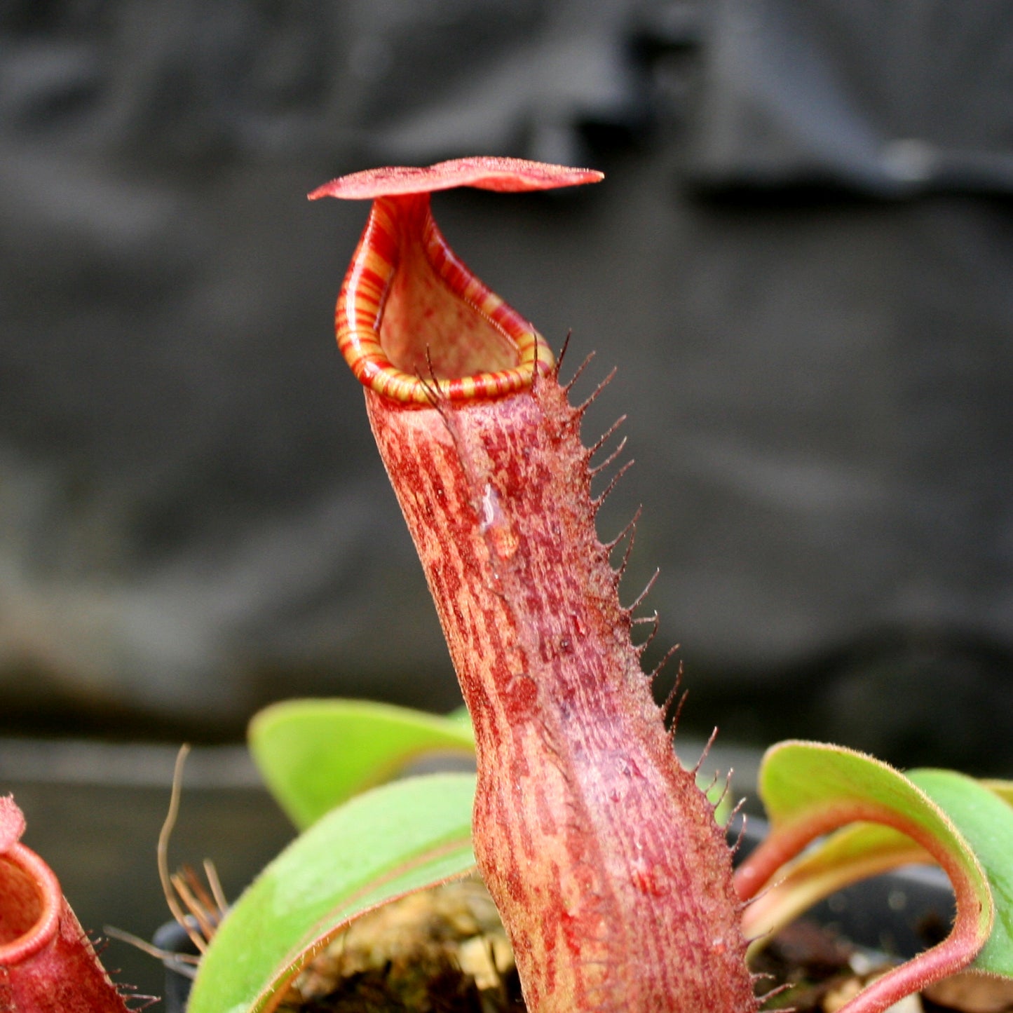 Nepenthes Song of Melancholy x (truncata x veitchii)-red, CAR-0147