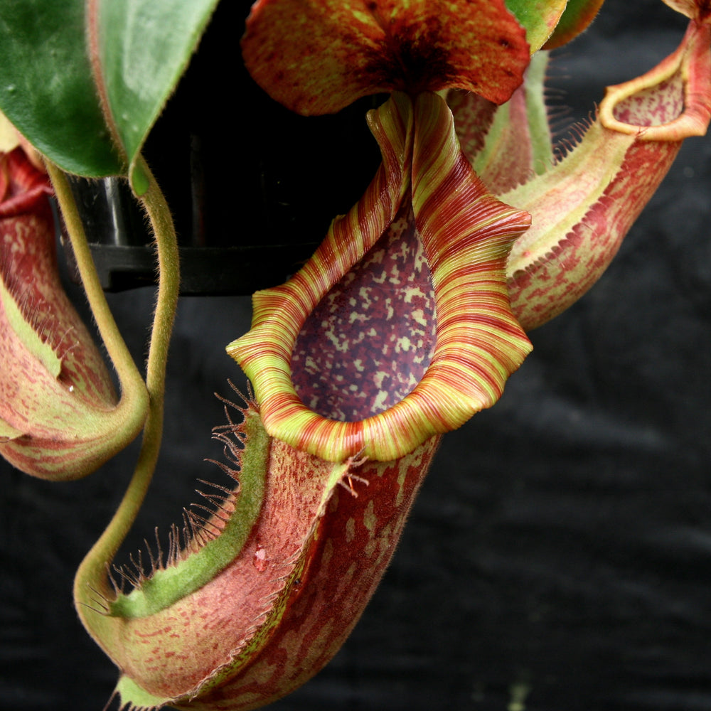 Nepenthes [(lowii x veitchii) x boschiana)] 