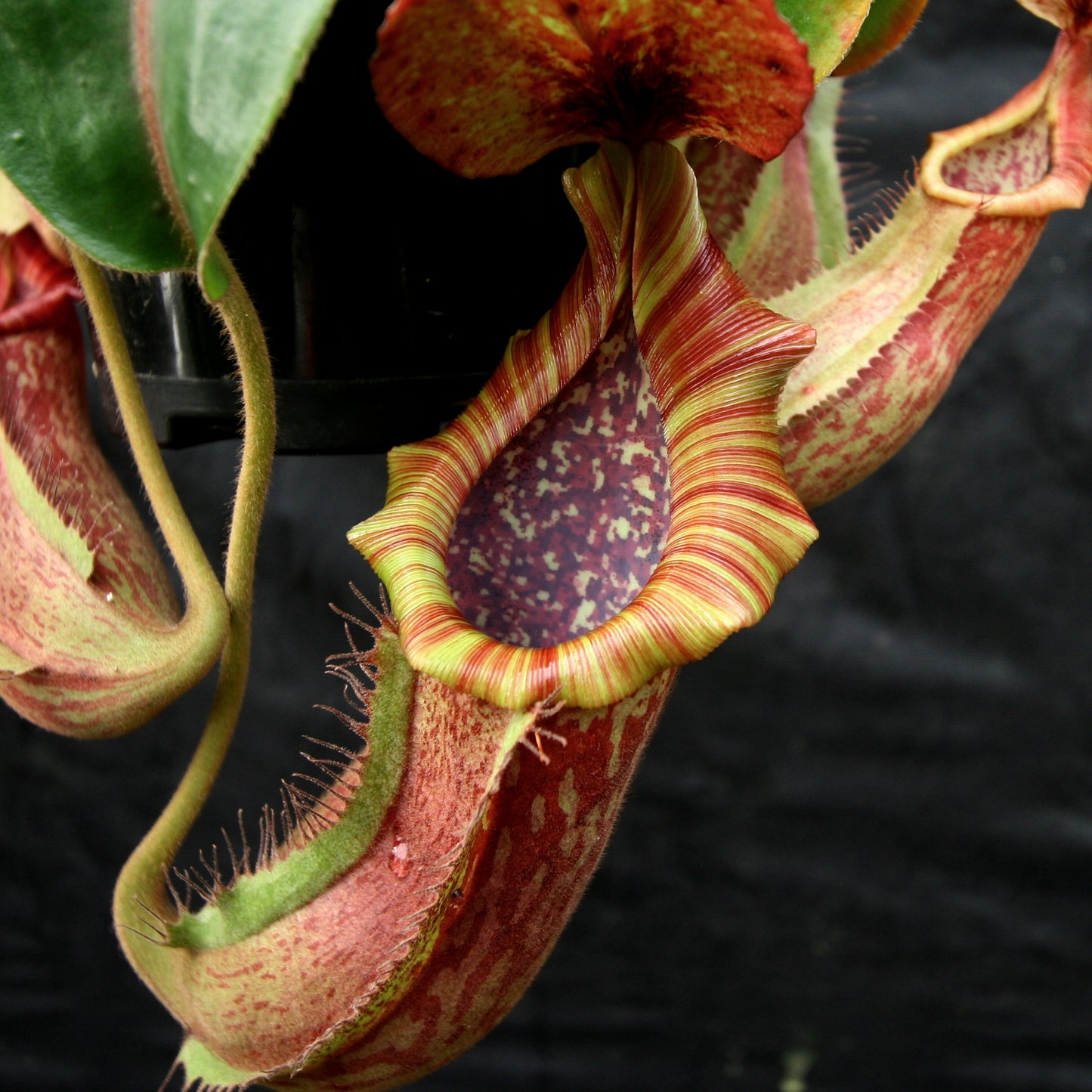 Nepenthes [(lowii x veitchii) x boschiana)] "Red Ruffled" x {boschiana x [truncata x (northiana x veitchii)]}, CAR-0162