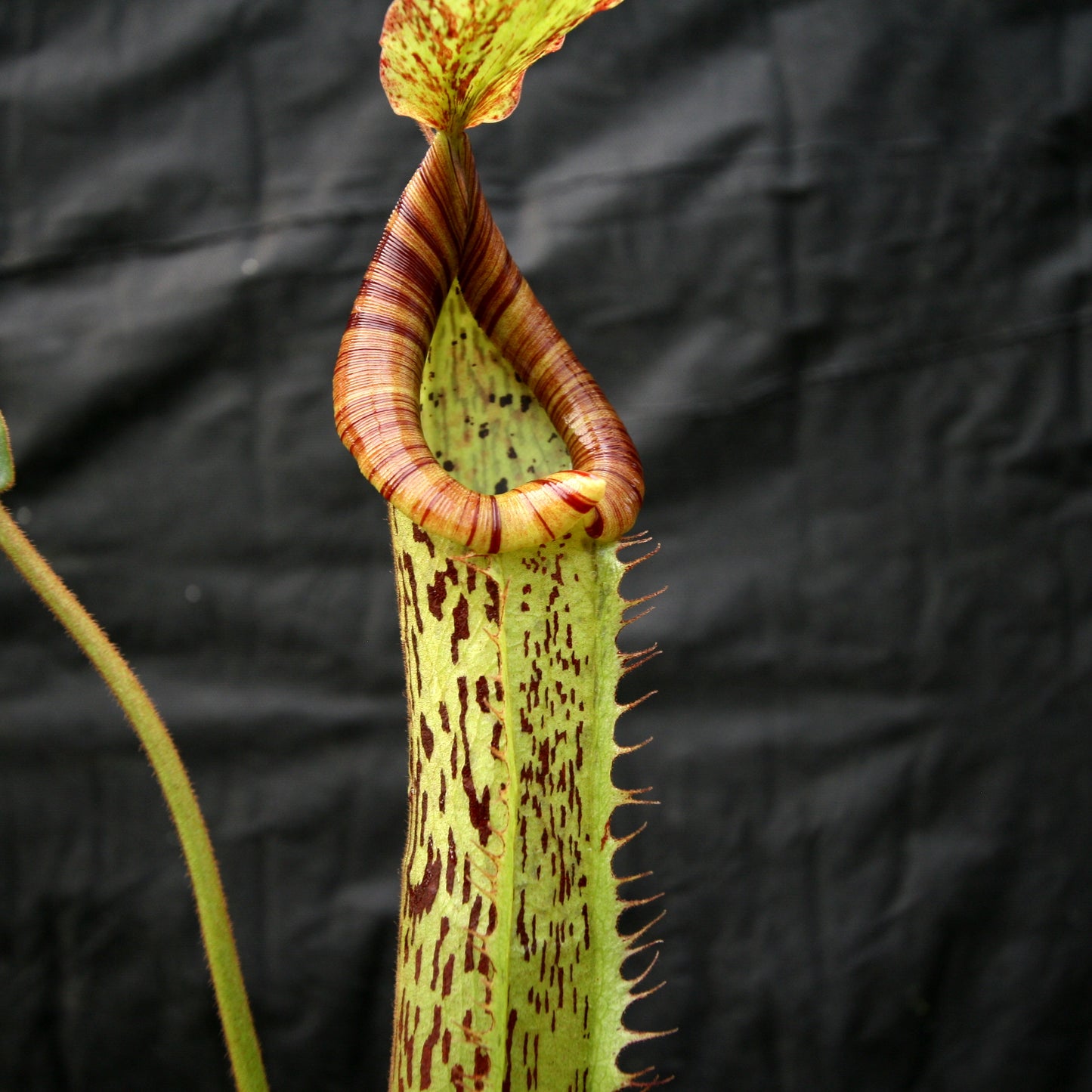 Nepenthes 'Splendid Diana' x platychila, CAR-0174