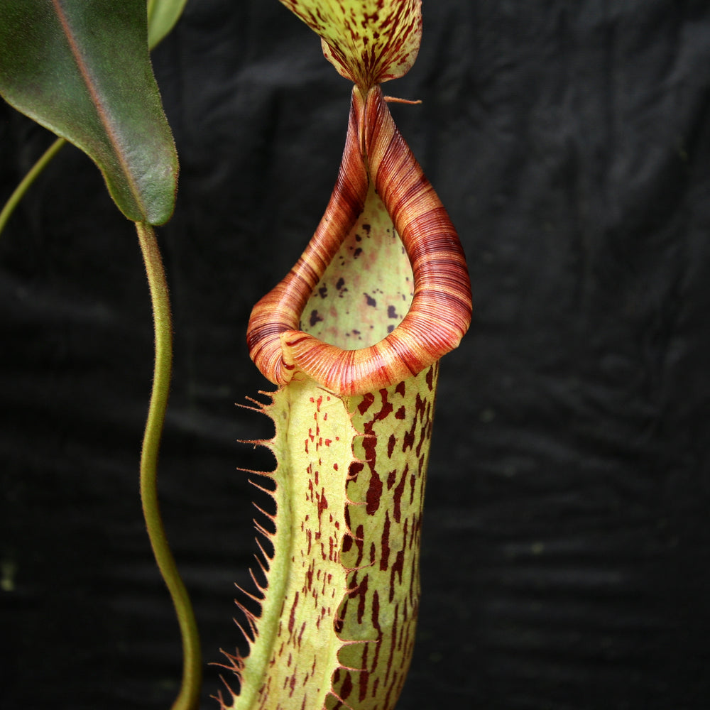 Nepenthes 'Splendid Diana' x platychila, CAR-0174