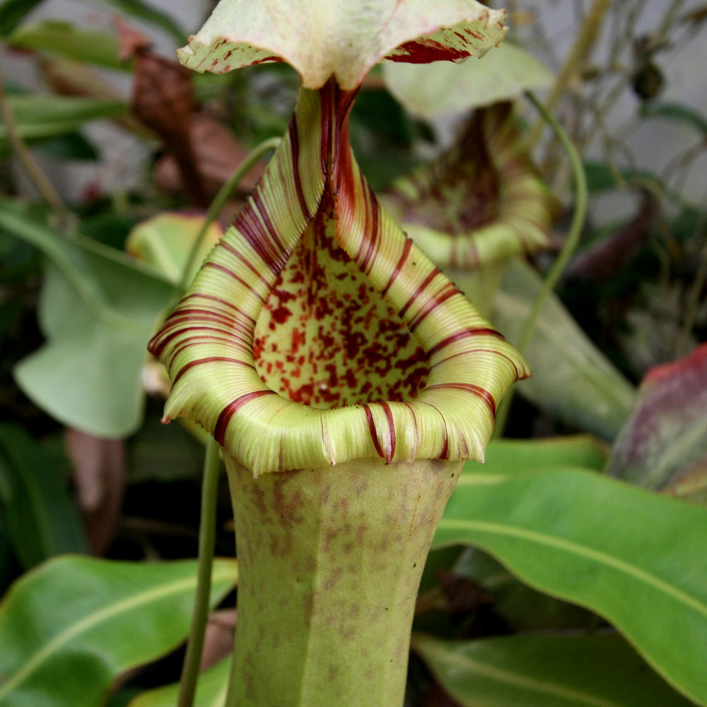 Nepenthes sibuyanensis 