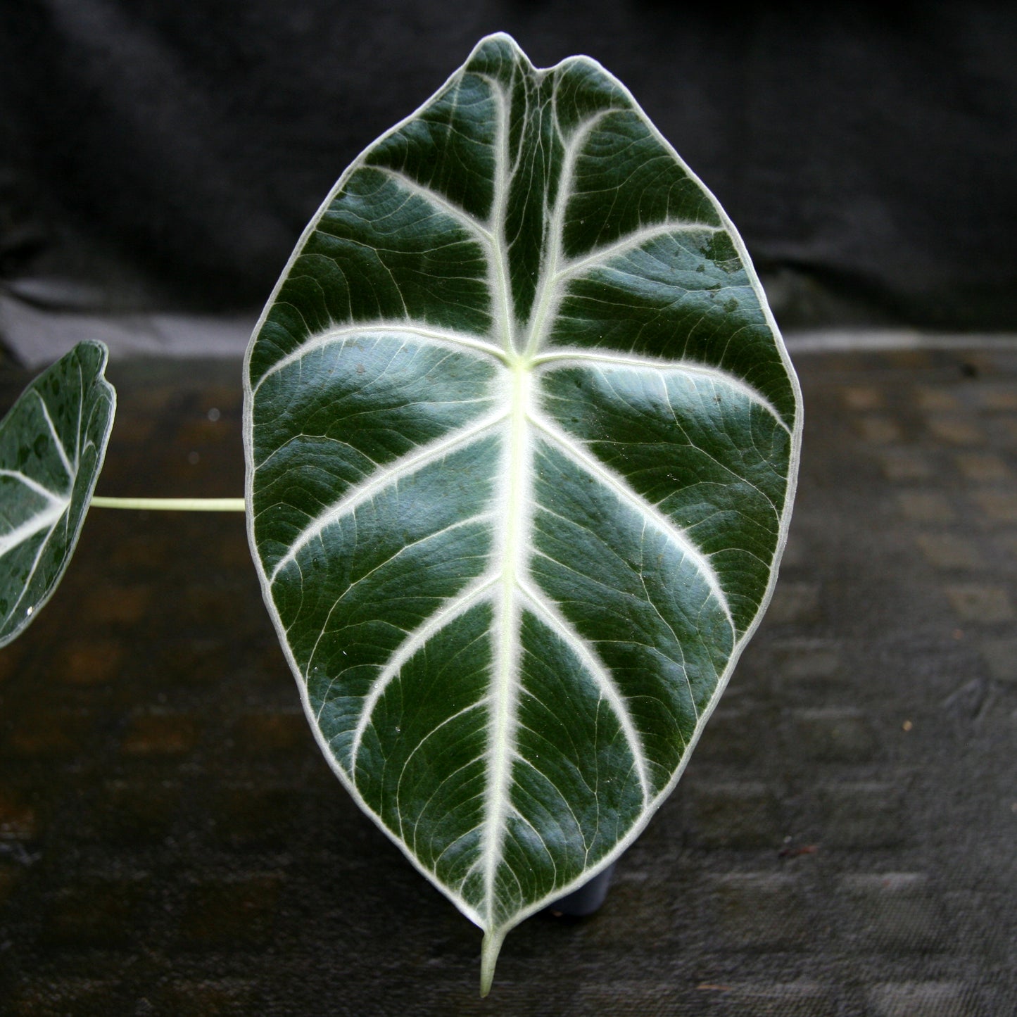 Alocasia watsoniana, Jewel Alocasia