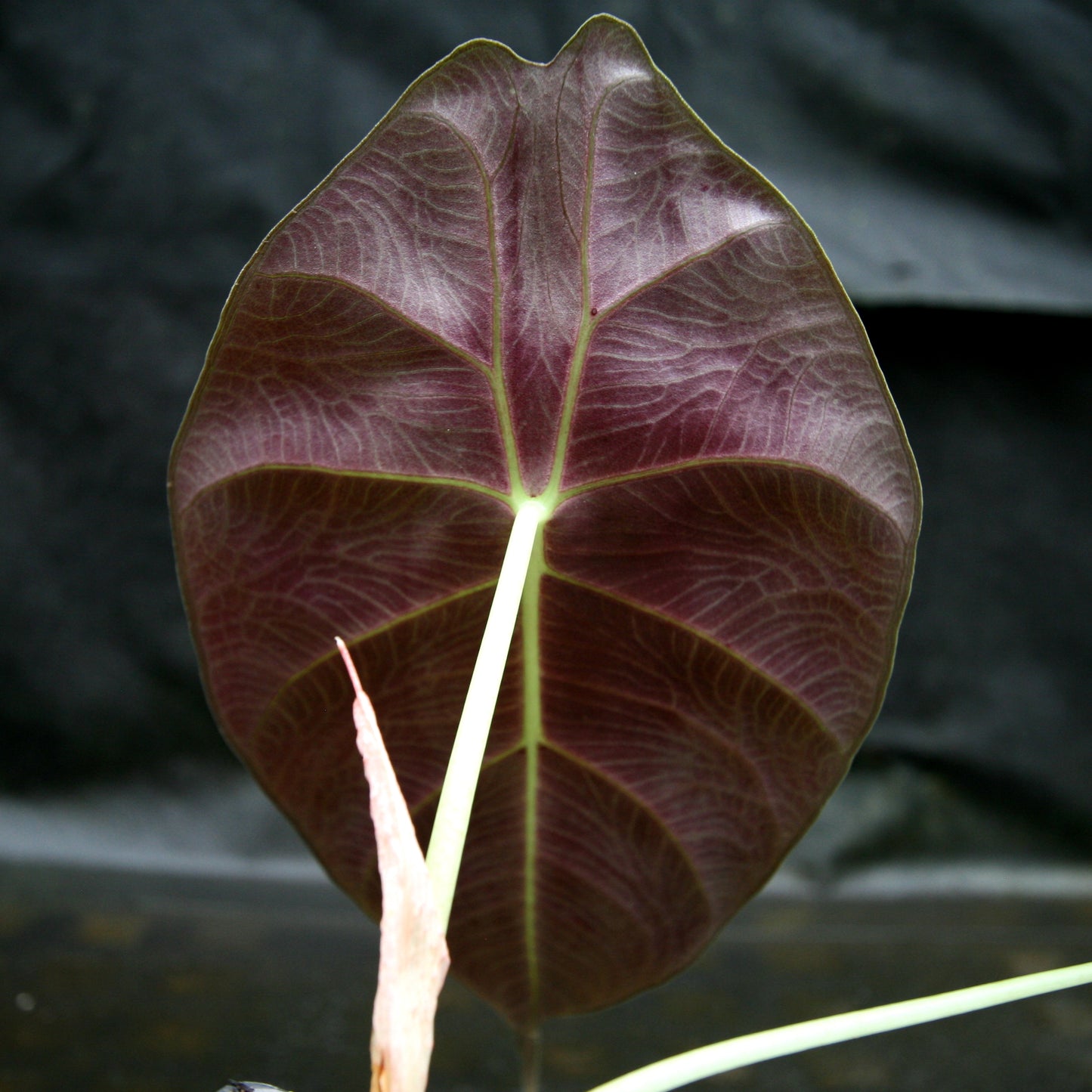 Alocasia watsoniana, Jewel Alocasia